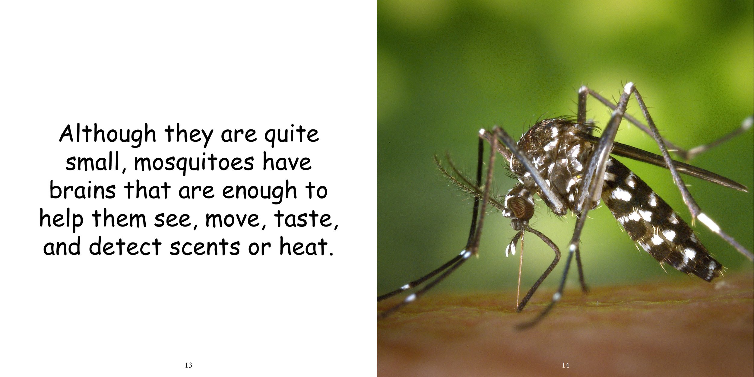 Everything about Mosquitos - Animal Series11.jpg