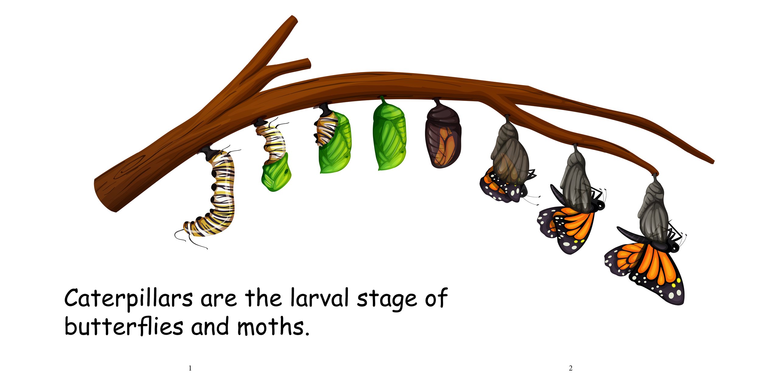 Everything about Caterpillars - Animal Series5.jpg