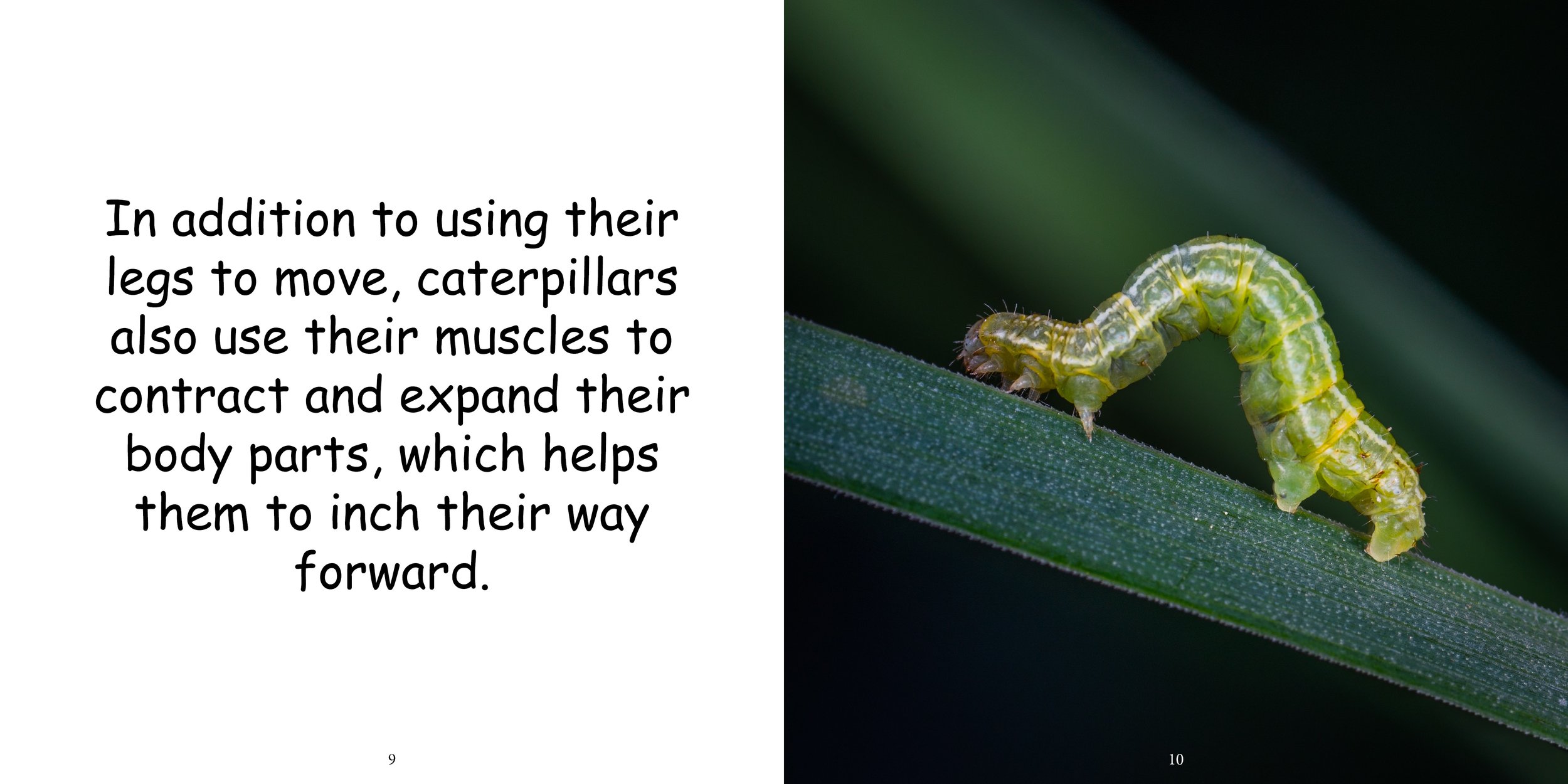 Everything about Caterpillars - Animal Series9.jpg