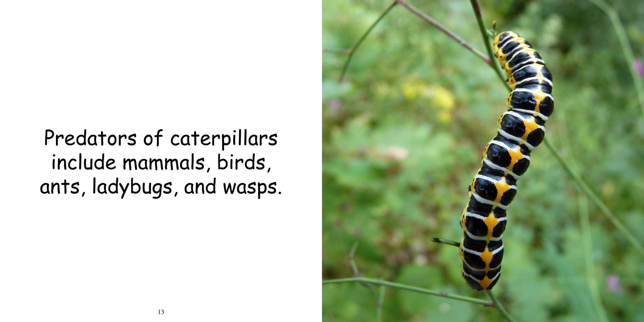 Everything about Caterpillars - Animal Series11.jpg