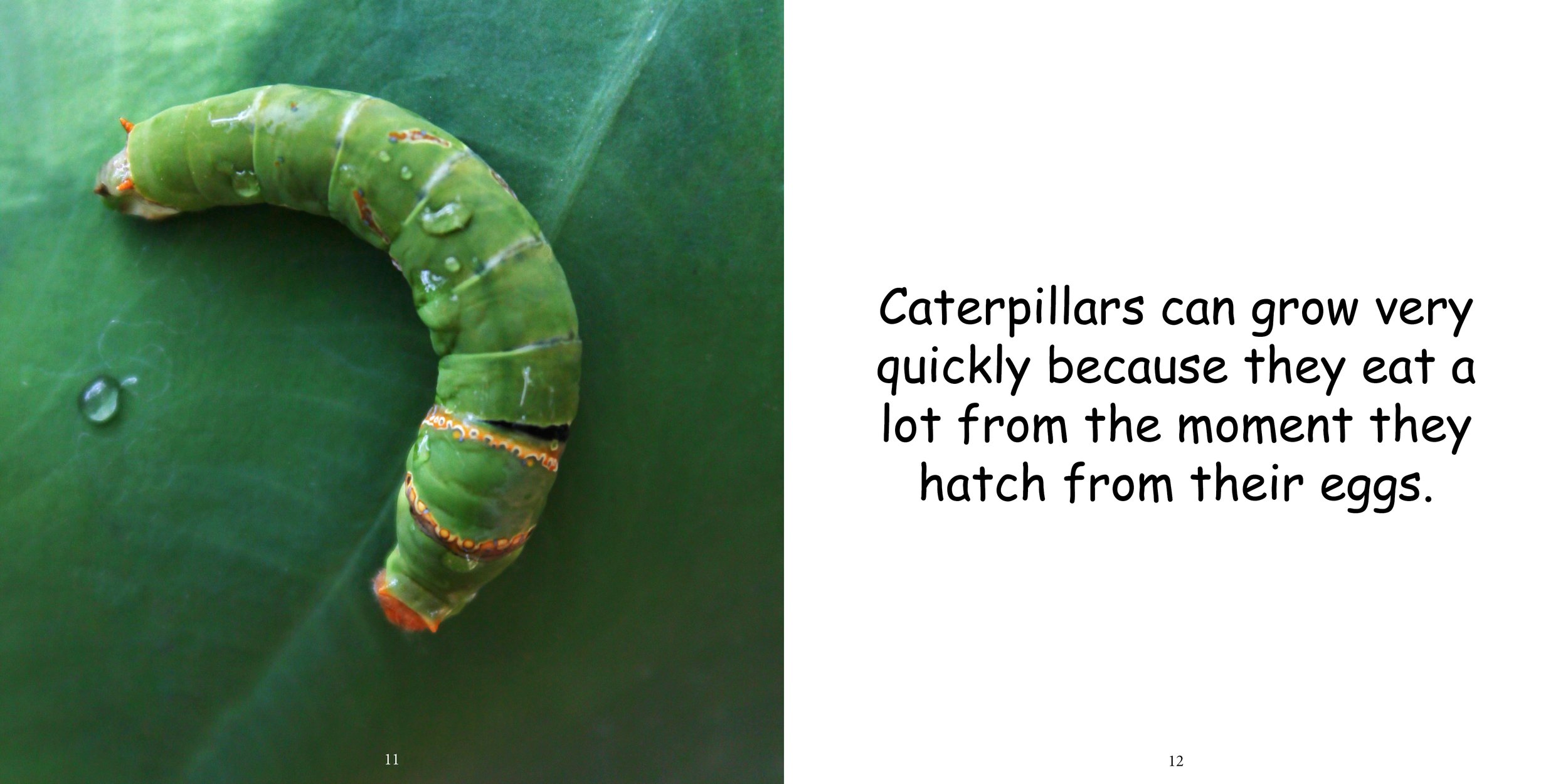 Everything about Caterpillars - Animal Series10.jpg