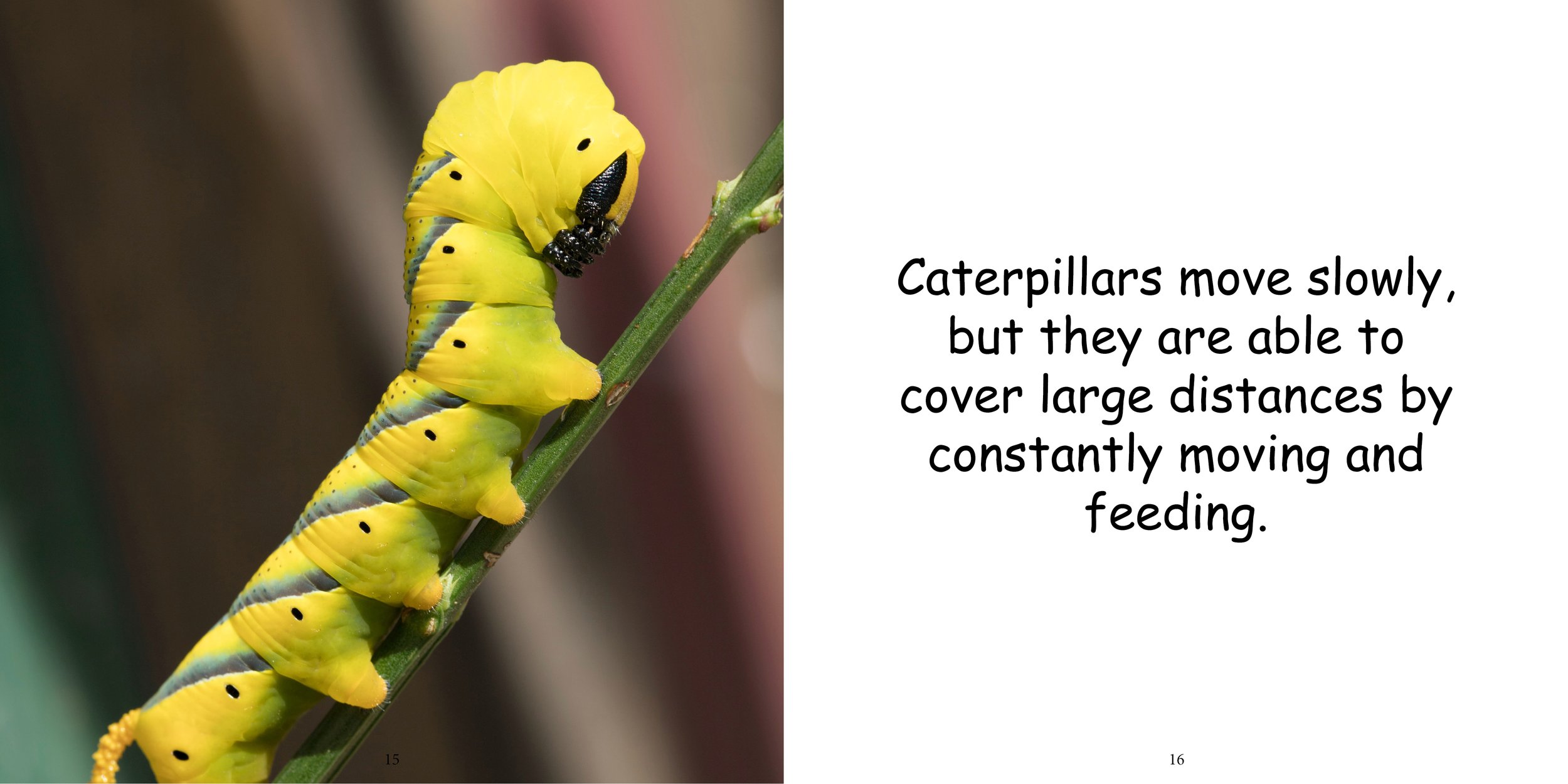 Everything about Caterpillars - Animal Series12.jpg