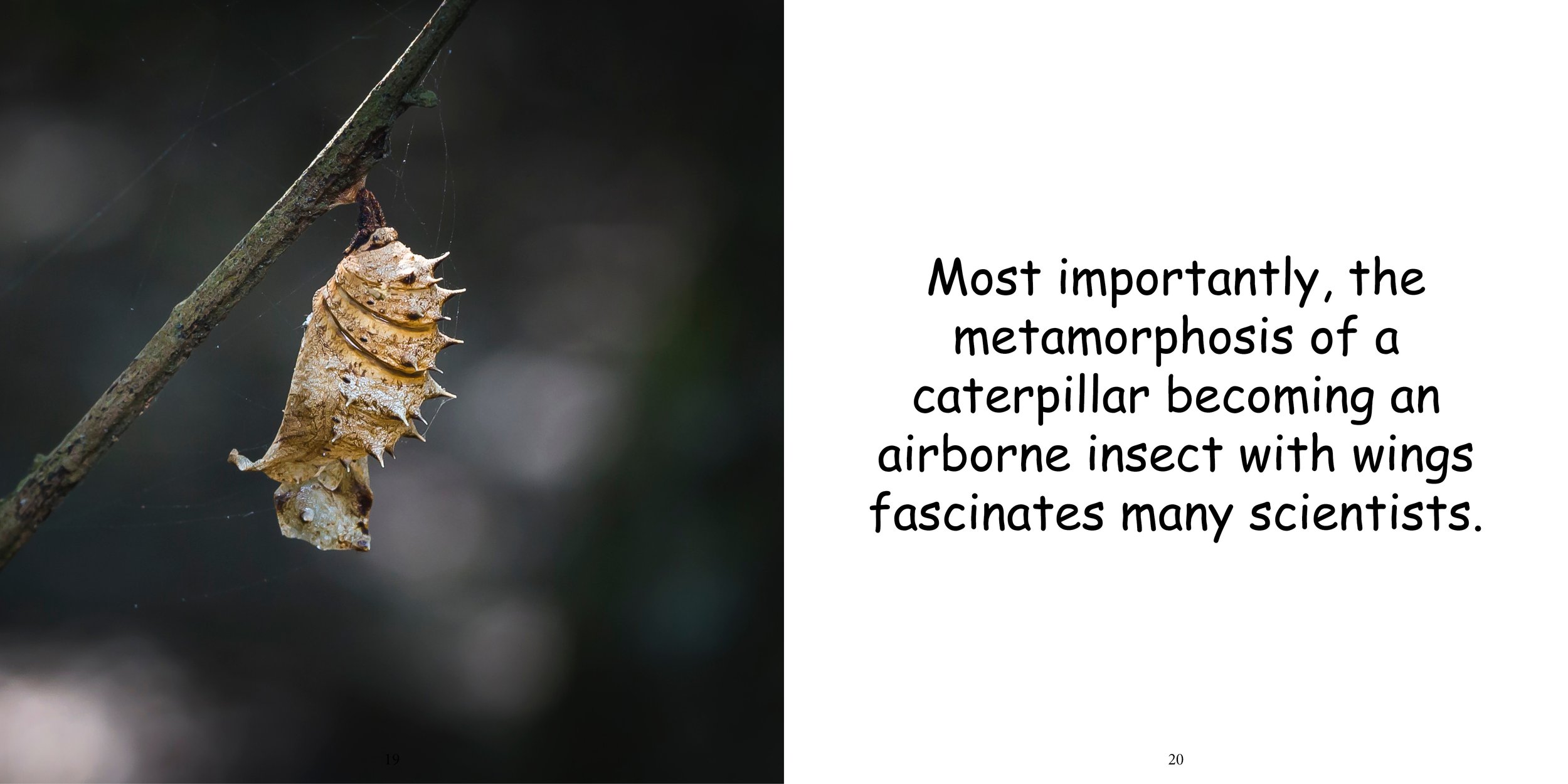 Everything about Caterpillars - Animal Series14.jpg