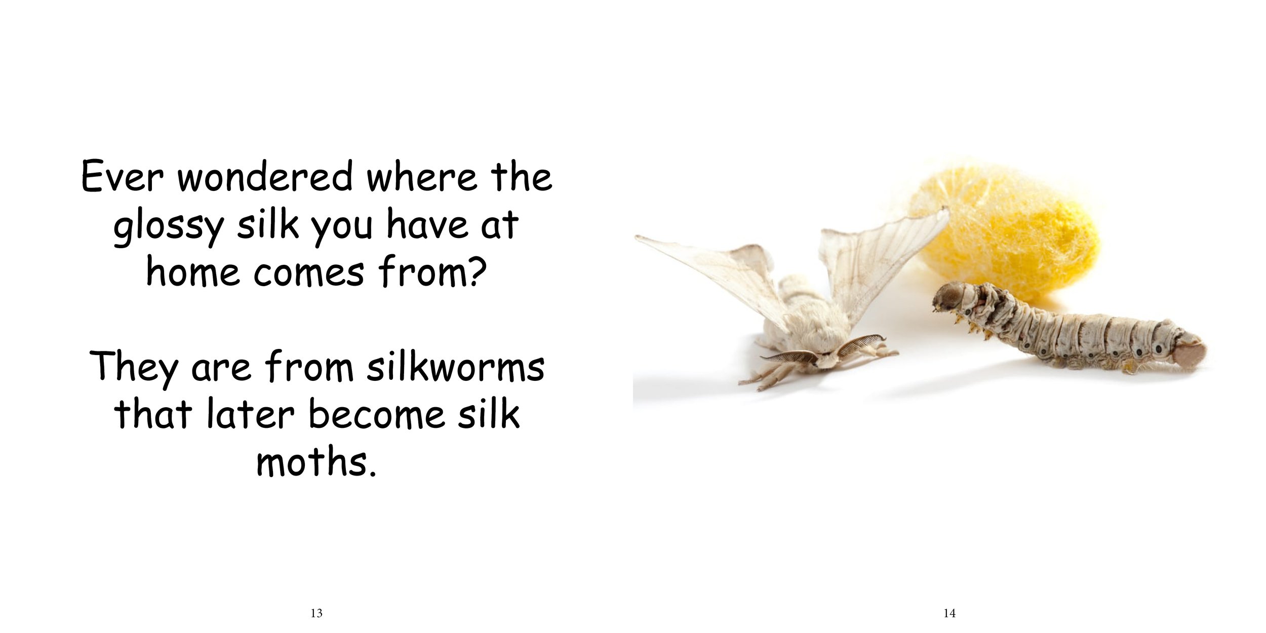 Everything about Silk Moths - Animal Series5.jpg