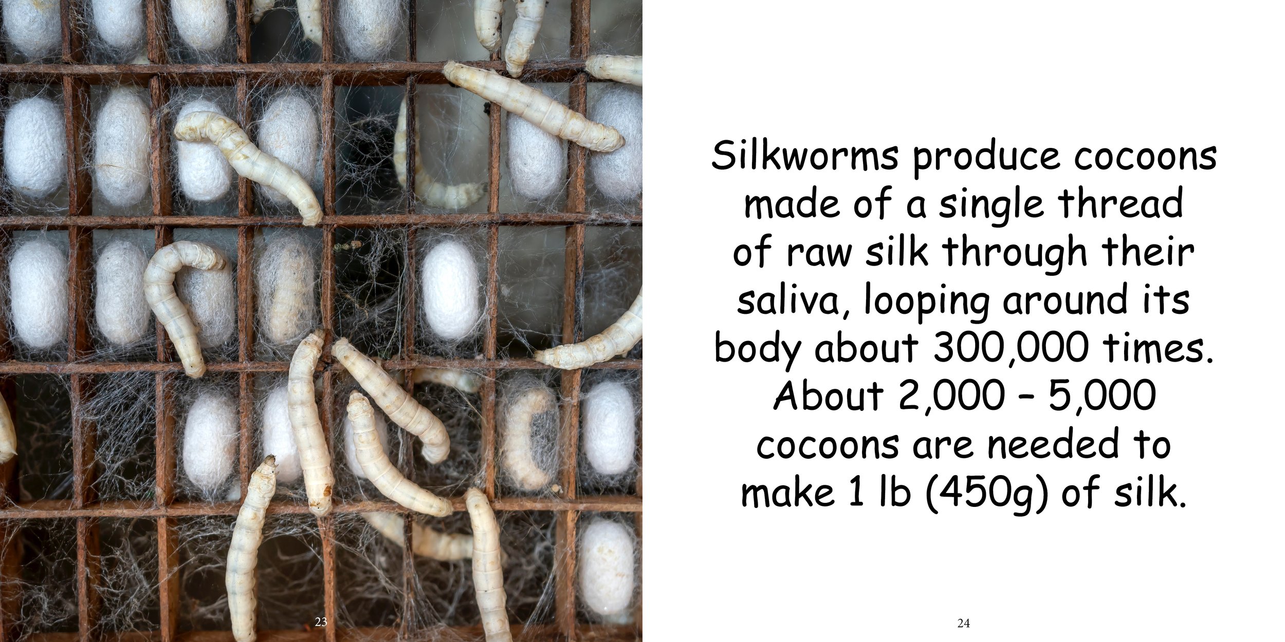 Everything about Silk Moths - Animal Series10.jpg