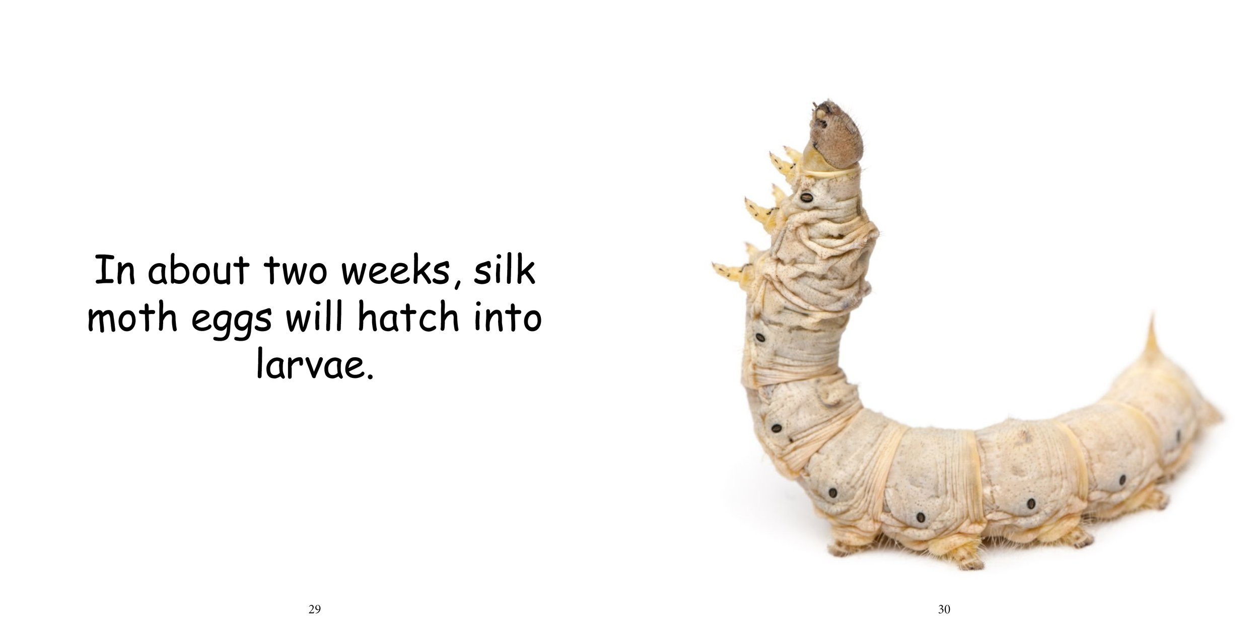 Everything about Silk Moths - Animal Series13.jpg