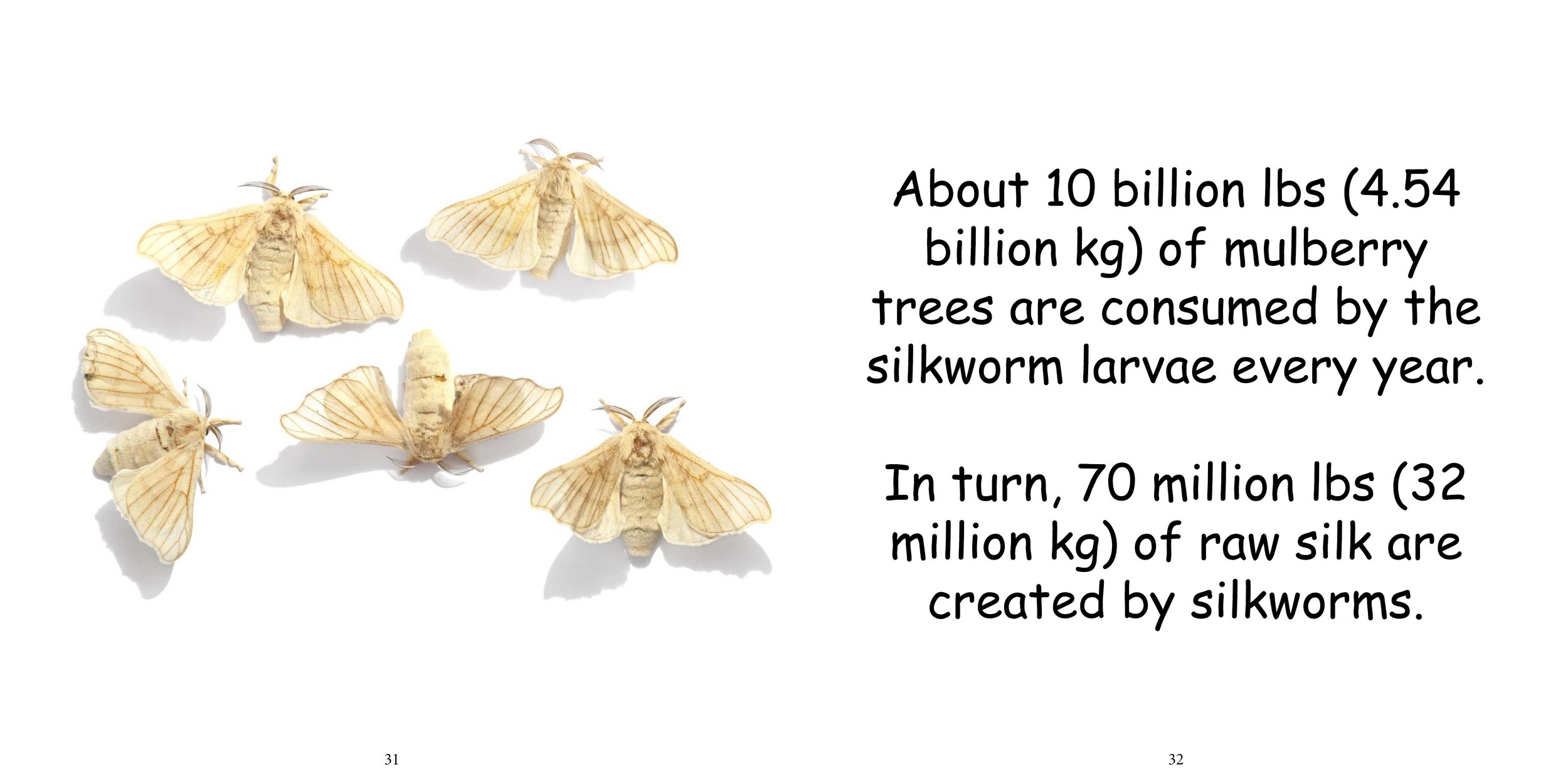 Everything about Silk Moths - Animal Series14.jpg