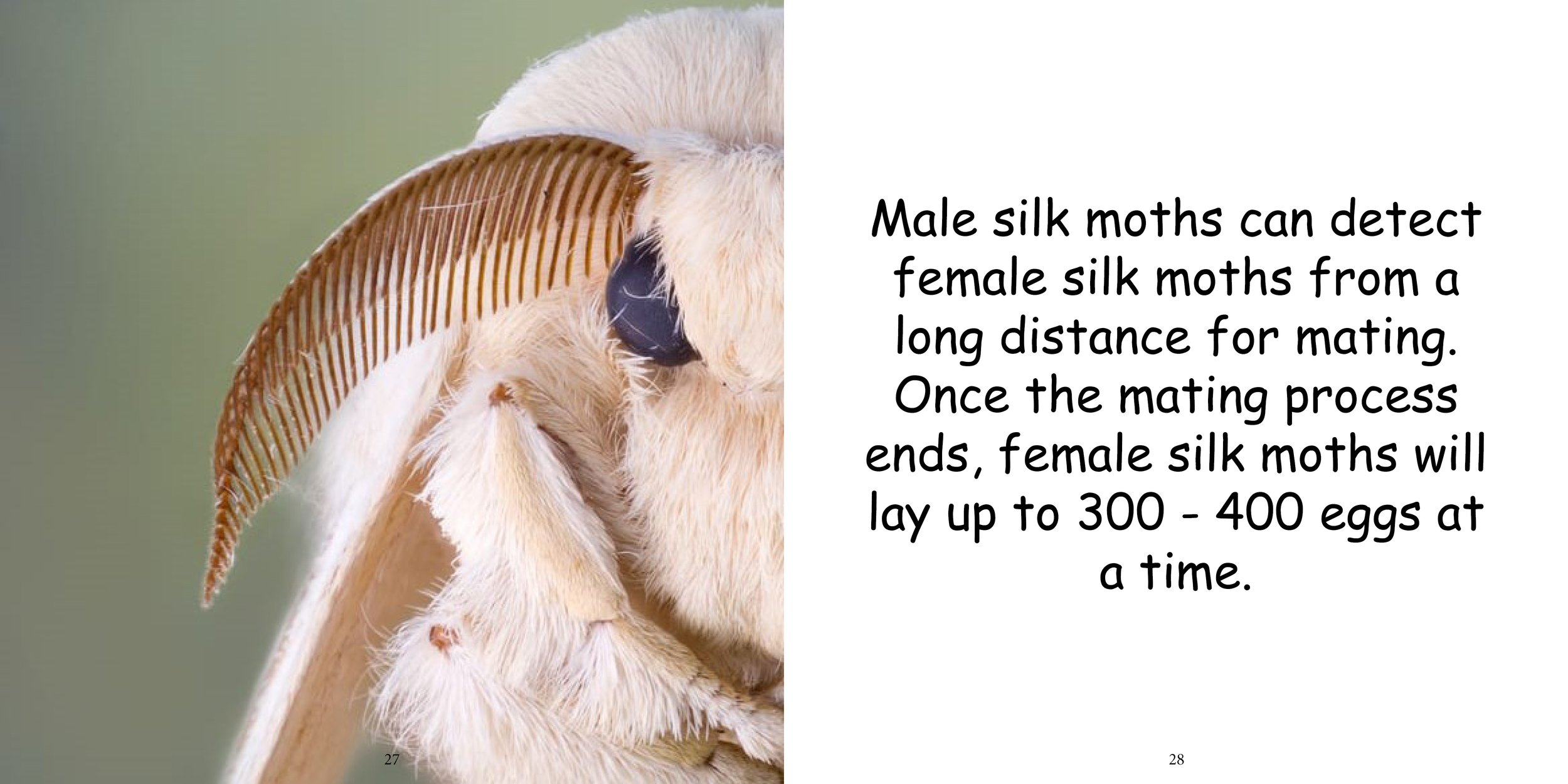 Everything about Silk Moths - Animal Series12.jpg
