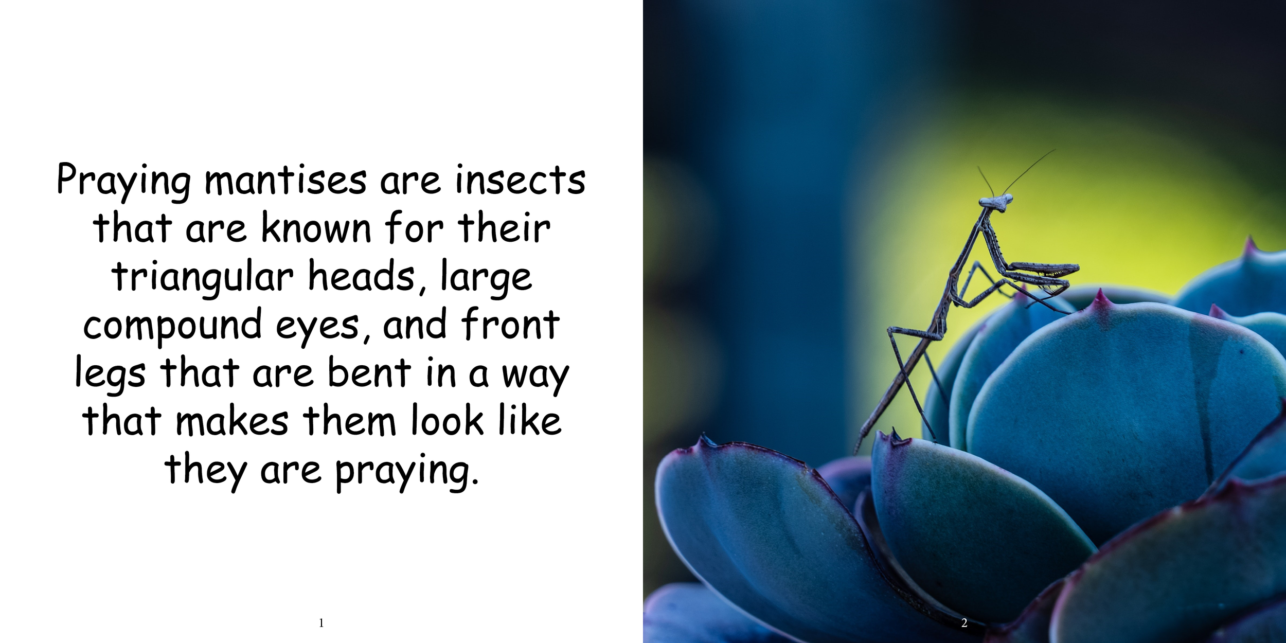 Everything about Praying Mantises - Animal Series5.png