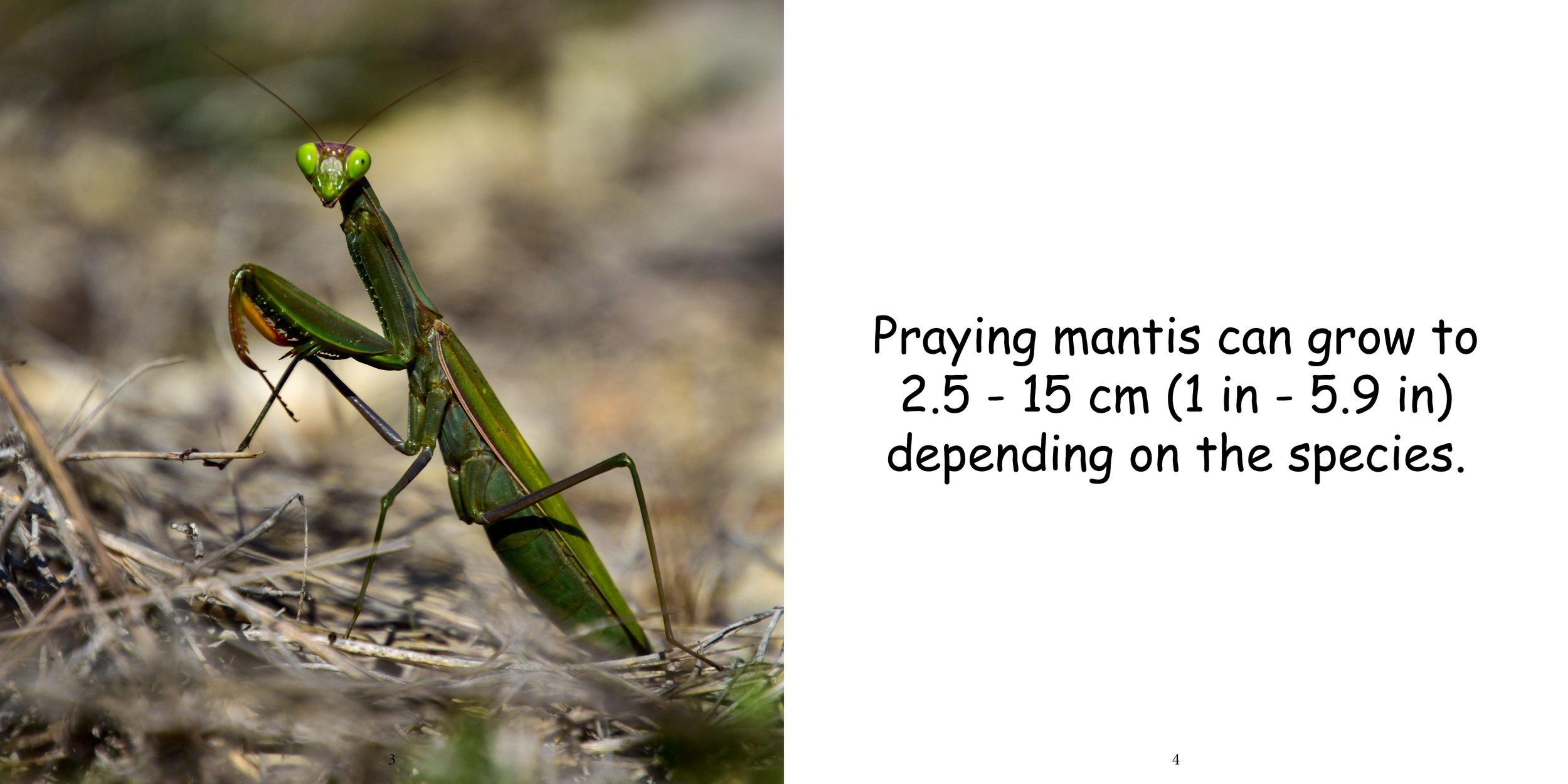 Everything about Praying Mantises - Animal Series6.png