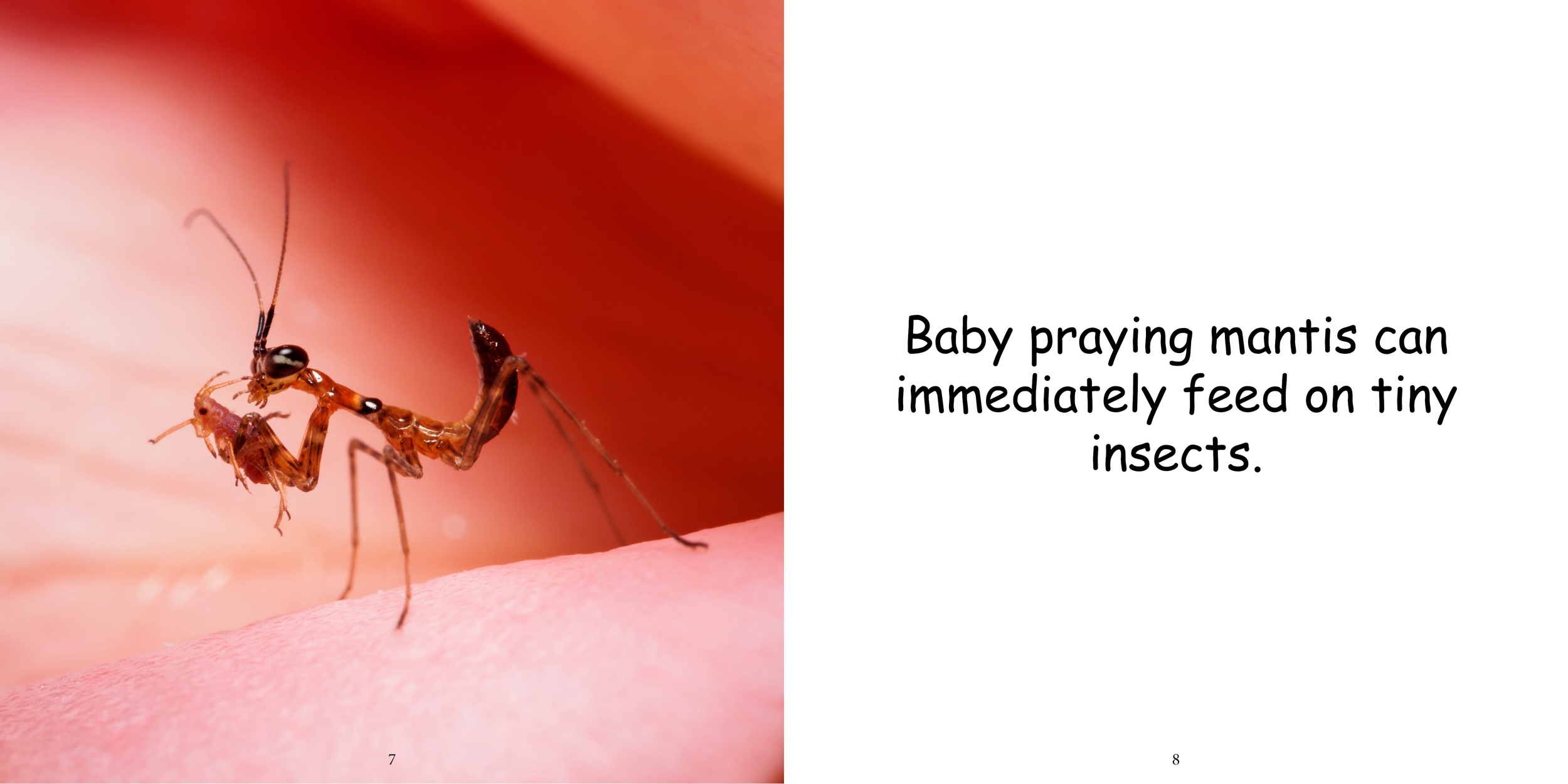 Everything about Praying Mantises - Animal Series8.png