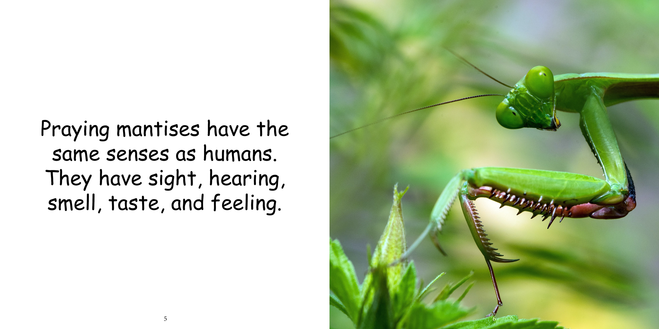 Everything about Praying Mantises - Animal Series7.png