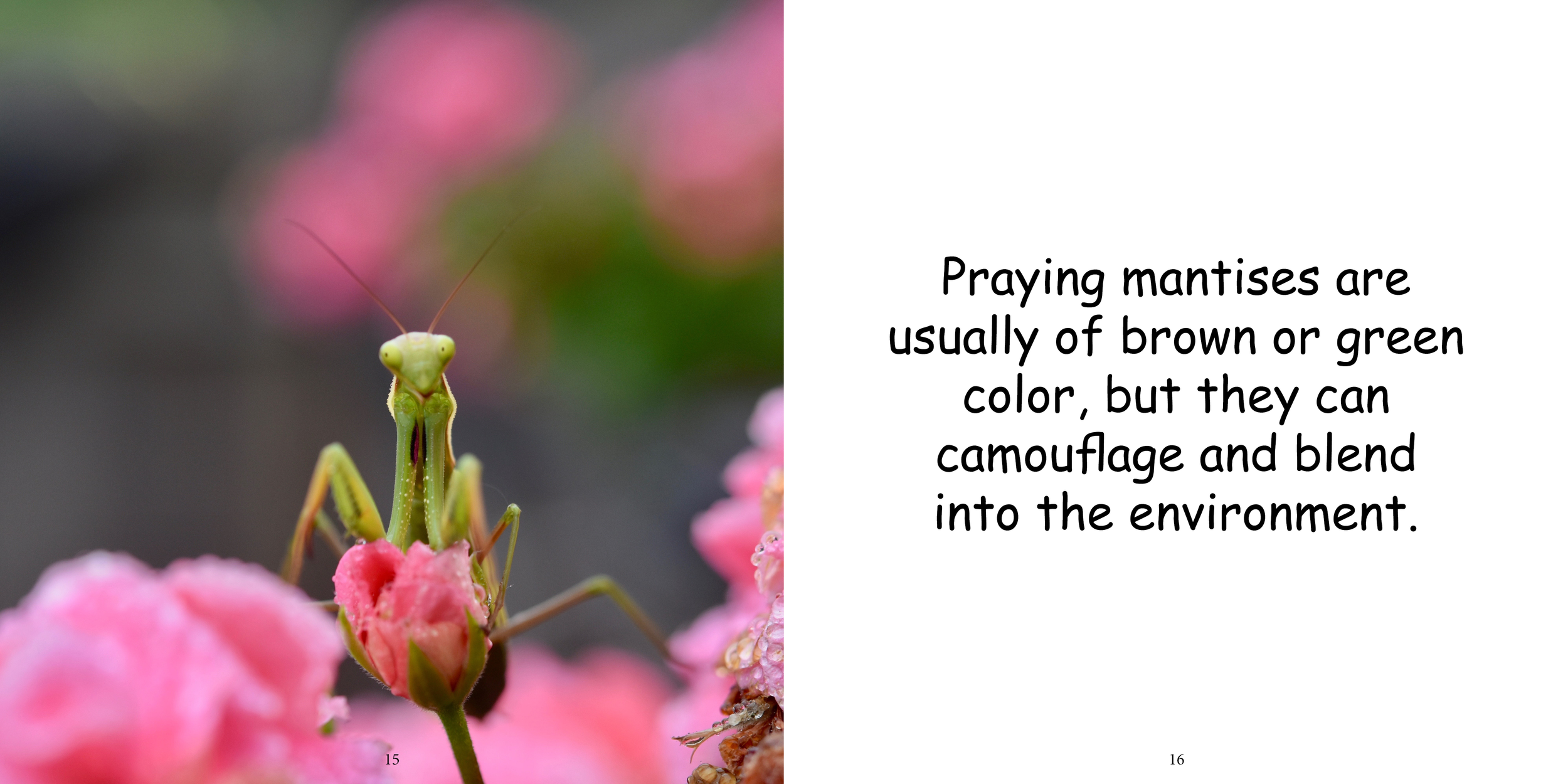 Everything about Praying Mantises - Animal Series12.png