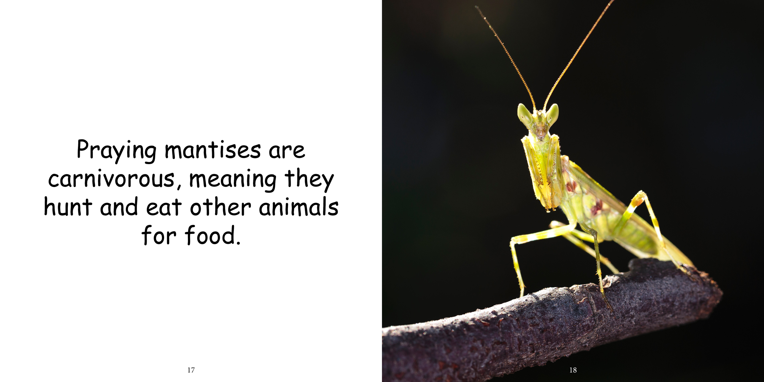 Everything about Praying Mantises - Animal Series13.png