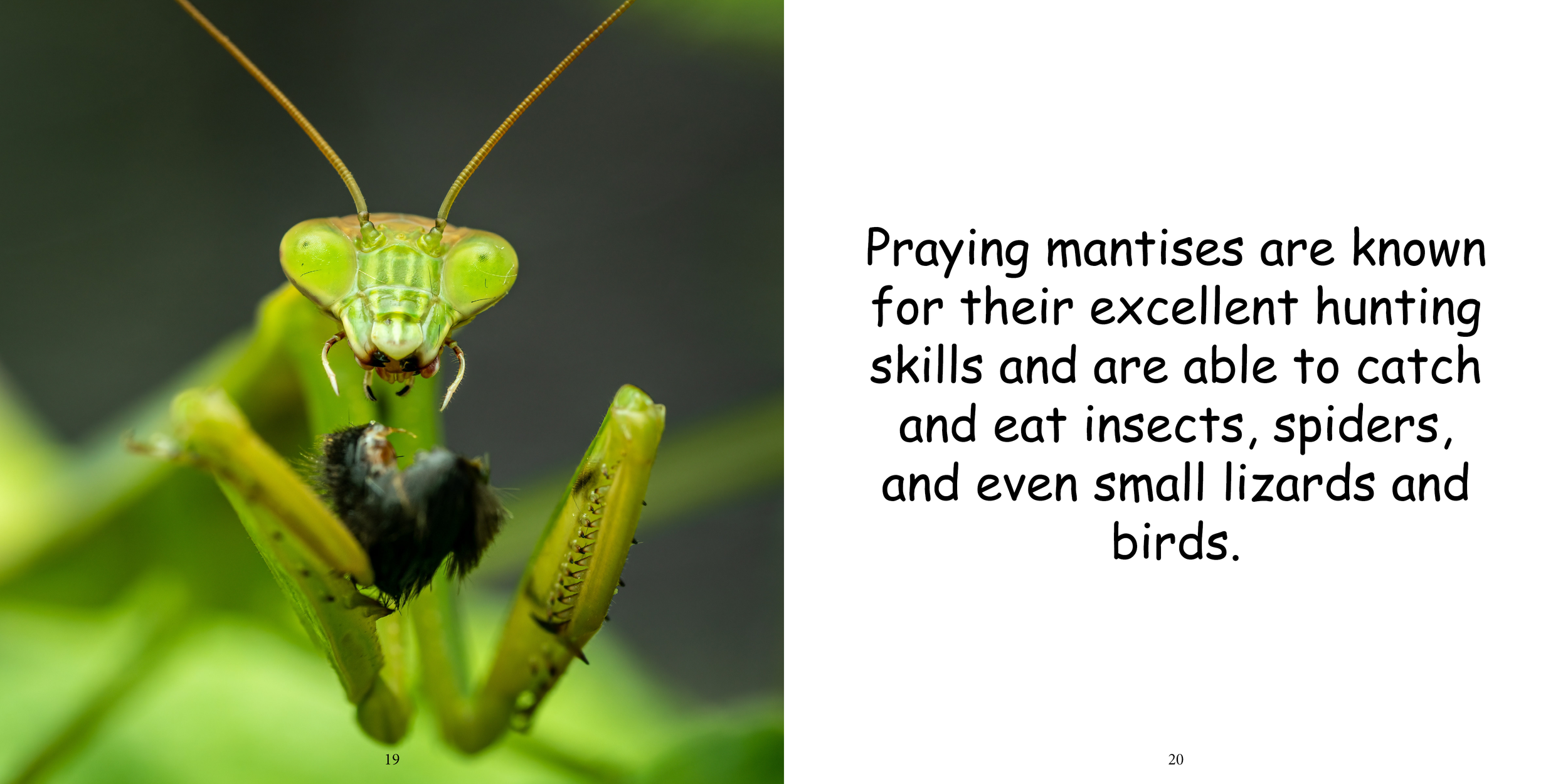 Everything about Praying Mantises - Animal Series14.png