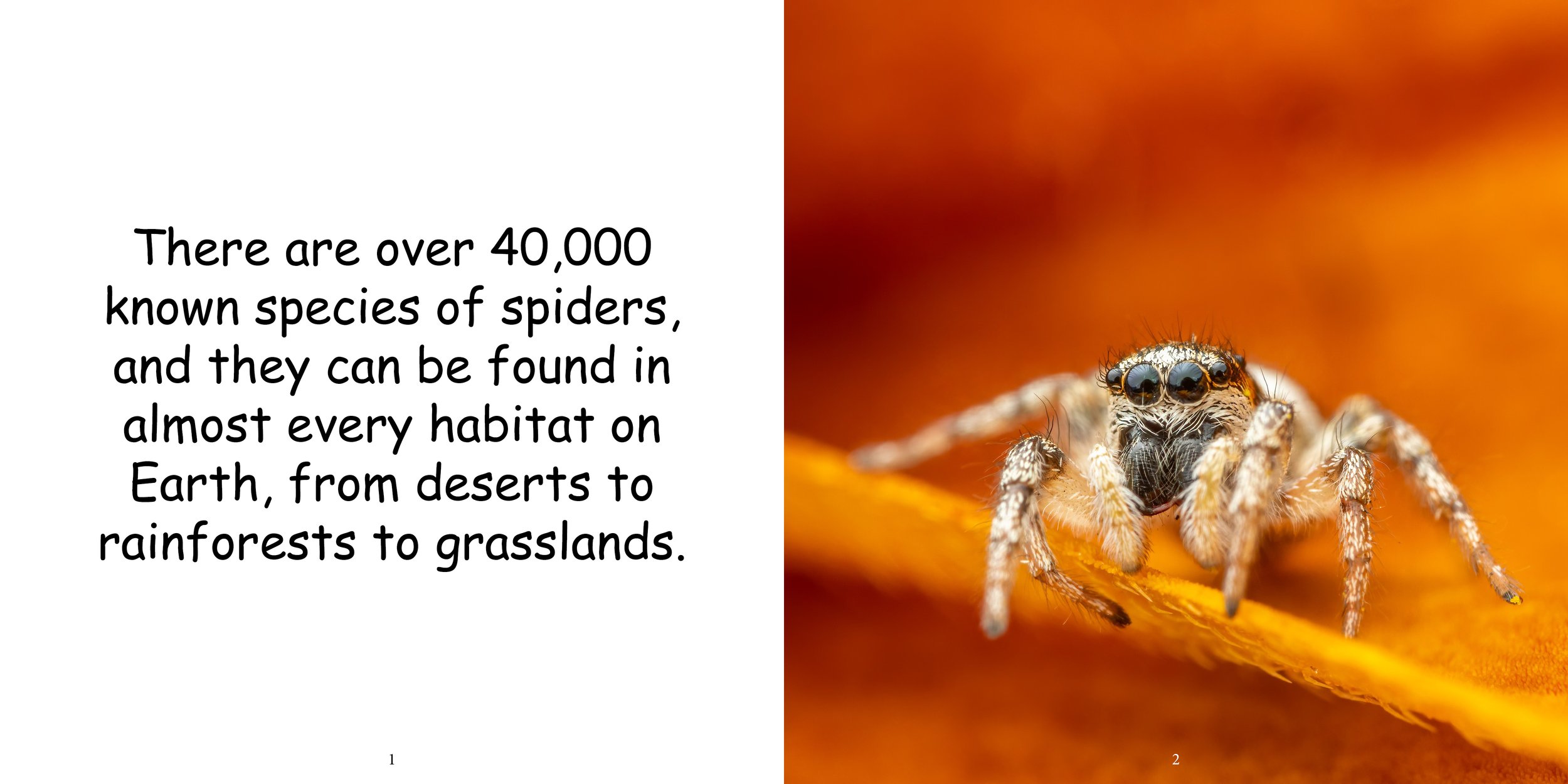 Everything about Spiders - Animal Series5.jpg