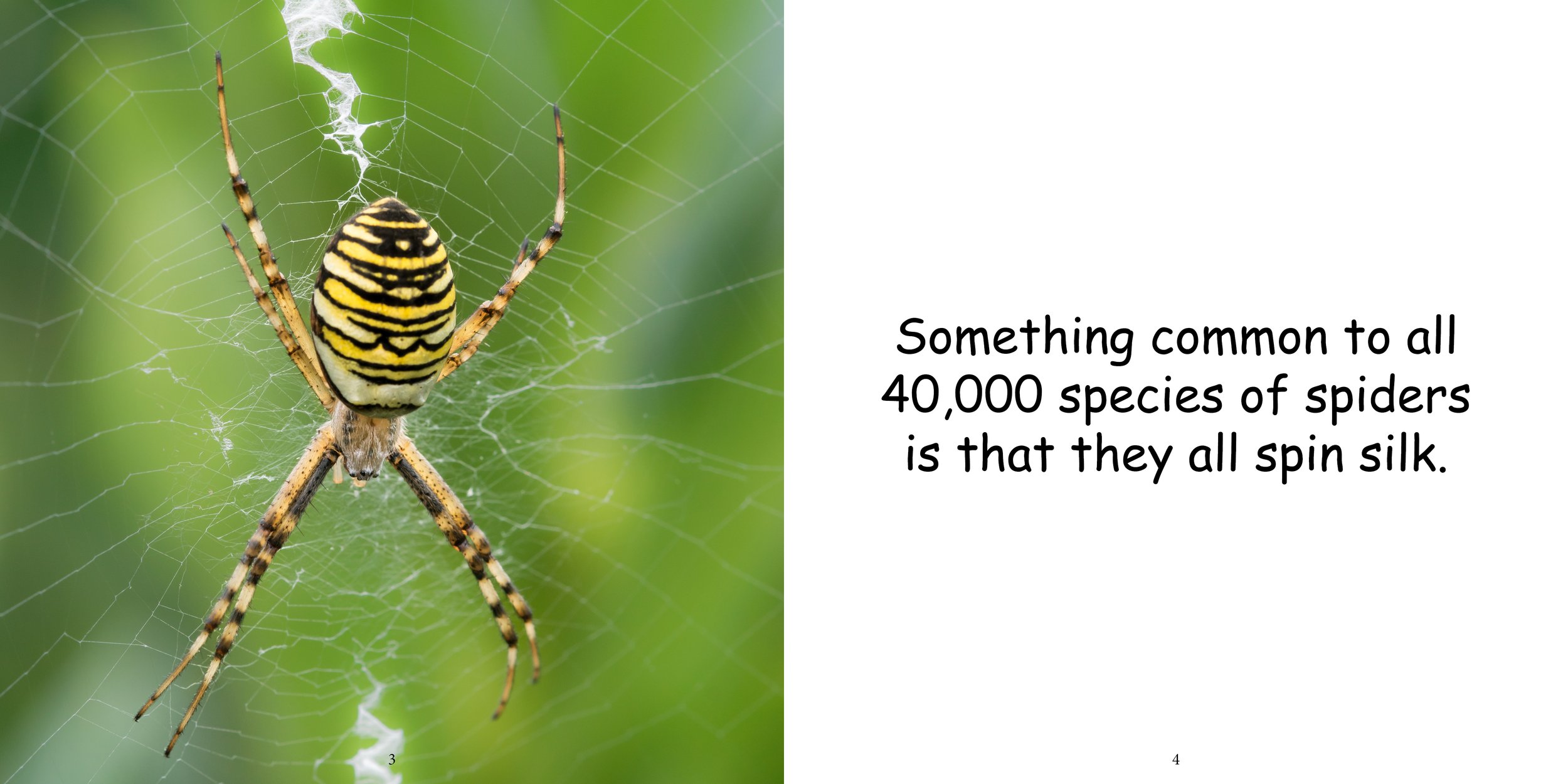 Everything about Spiders - Animal Series6.jpg