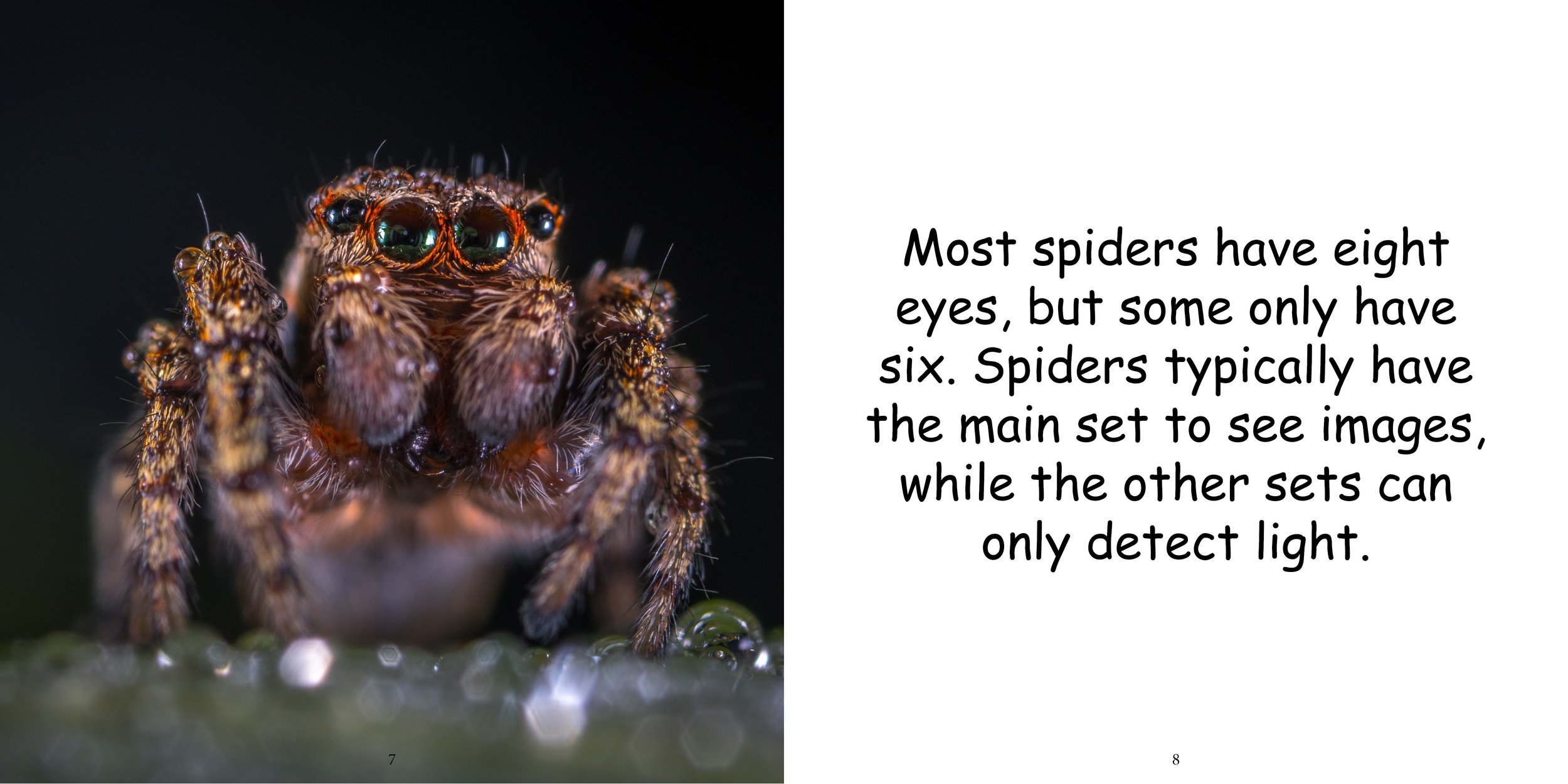 Everything about Spiders - Animal Series8.jpg