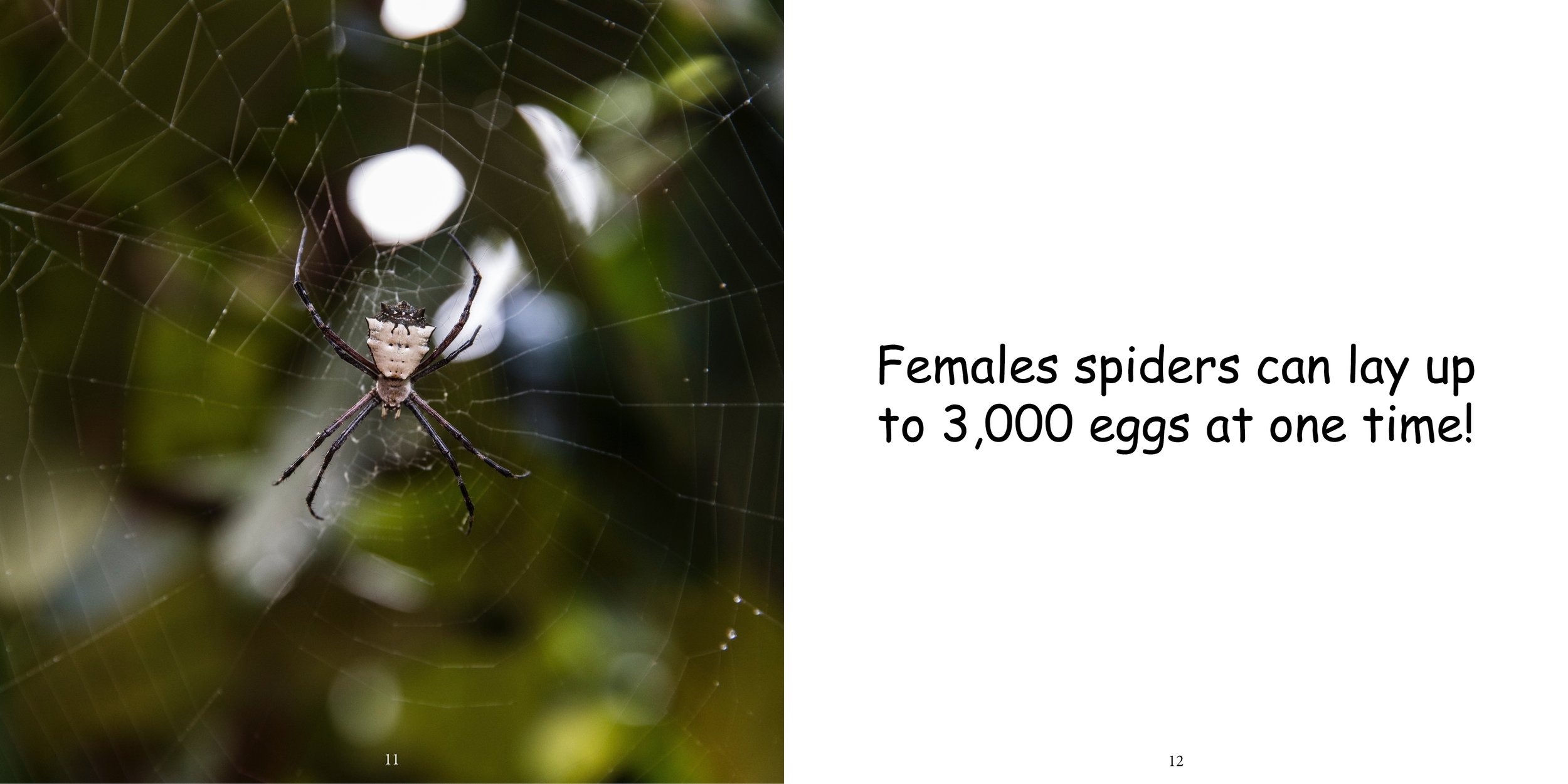 Everything about Spiders - Animal Series10.jpg