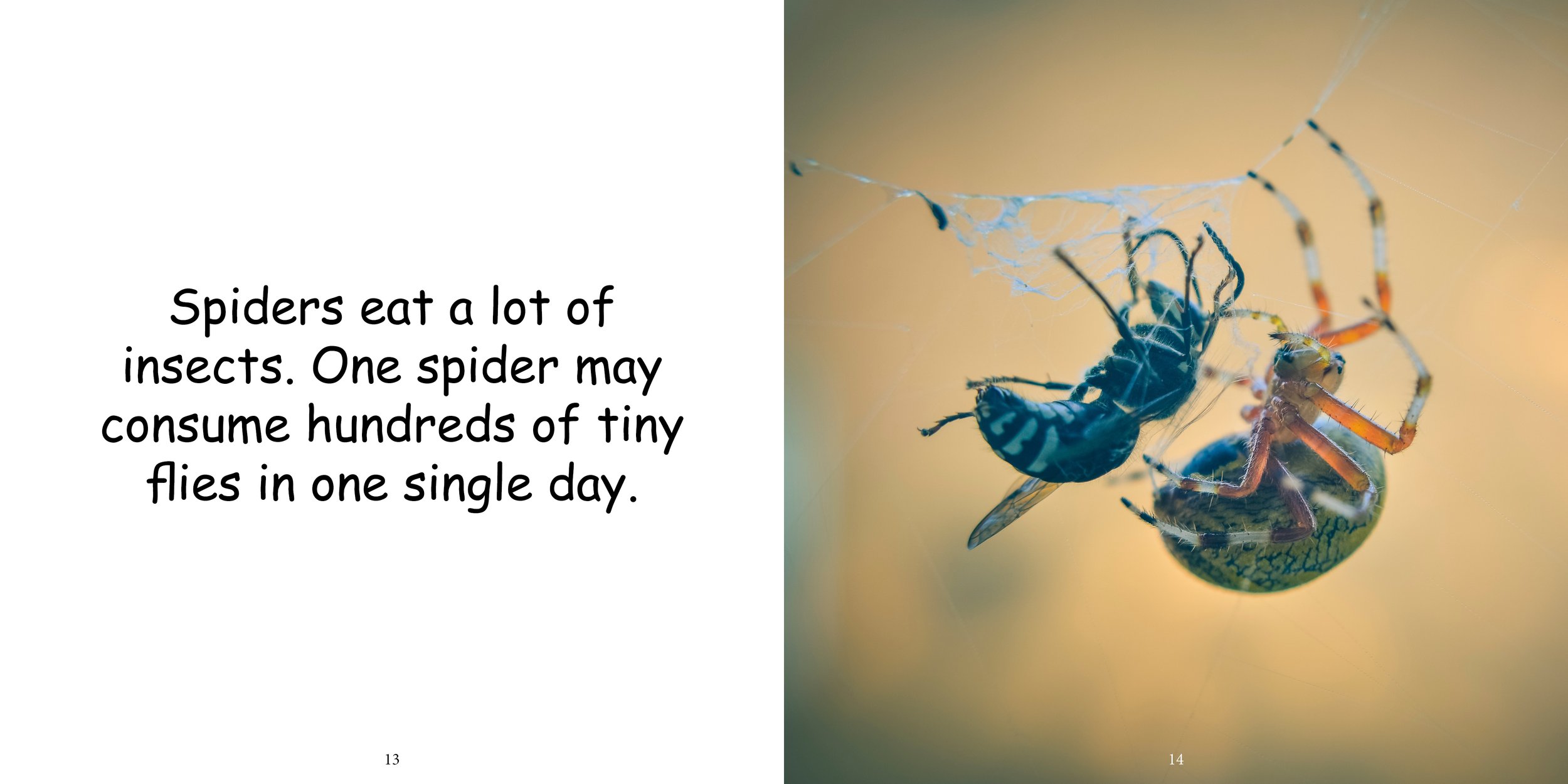Everything about Spiders - Animal Series11.jpg