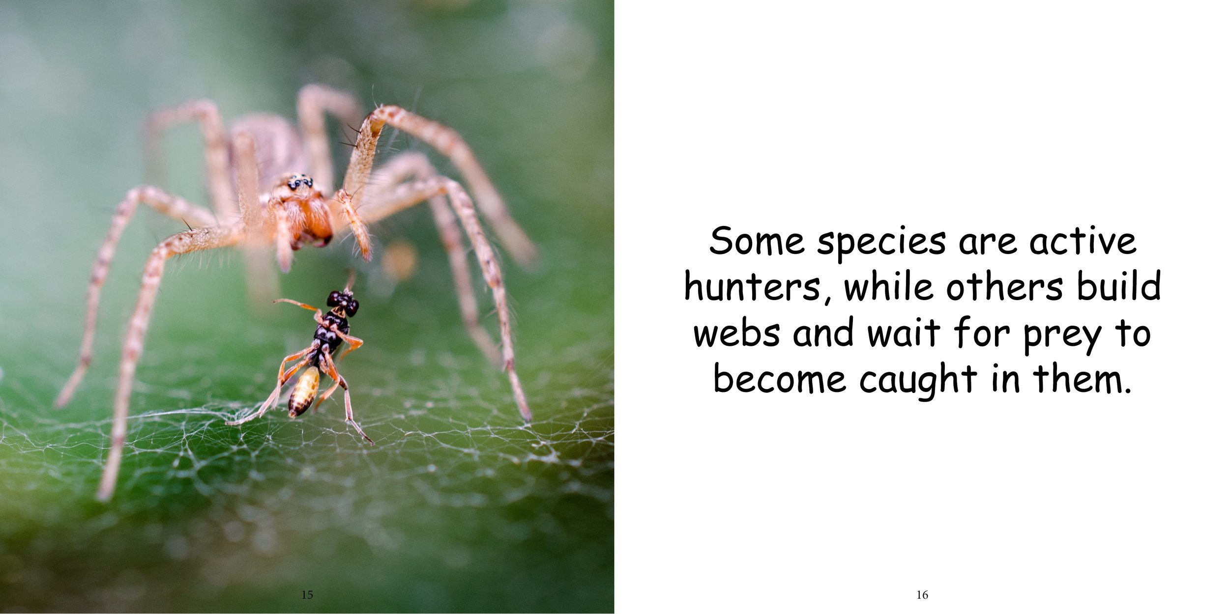 Everything about Spiders - Animal Series12.jpg