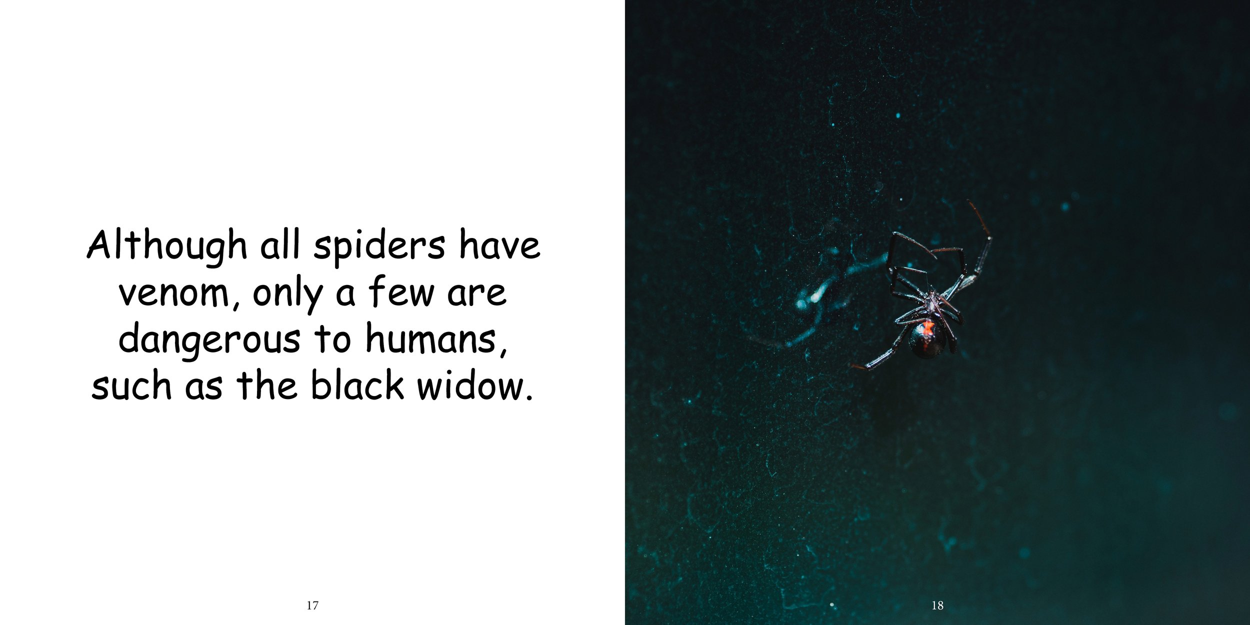 Everything about Spiders - Animal Series13.jpg