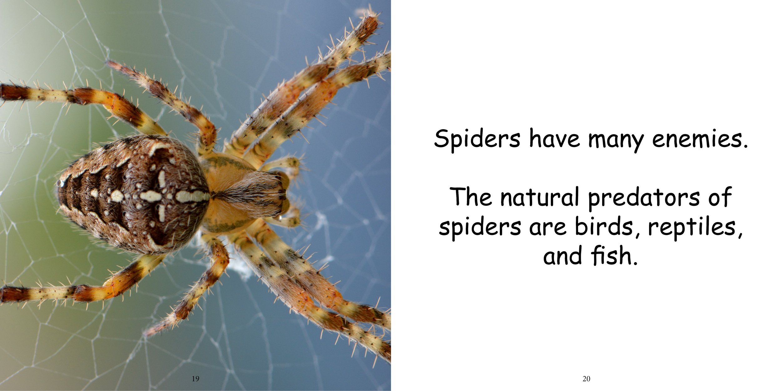 Everything about Spiders - Animal Series14.jpg