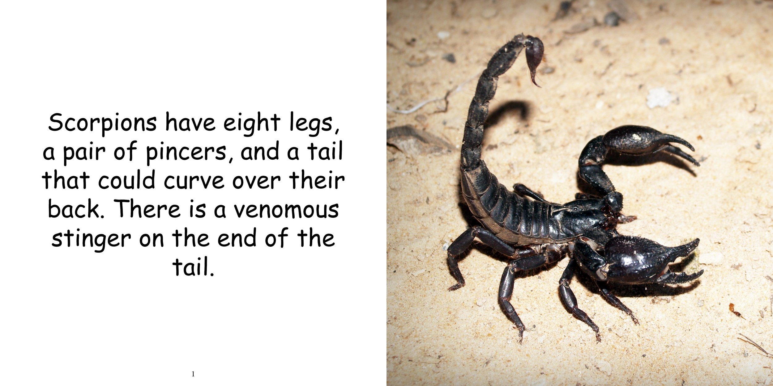 Everything about Scorpions - Animal Series5.jpg