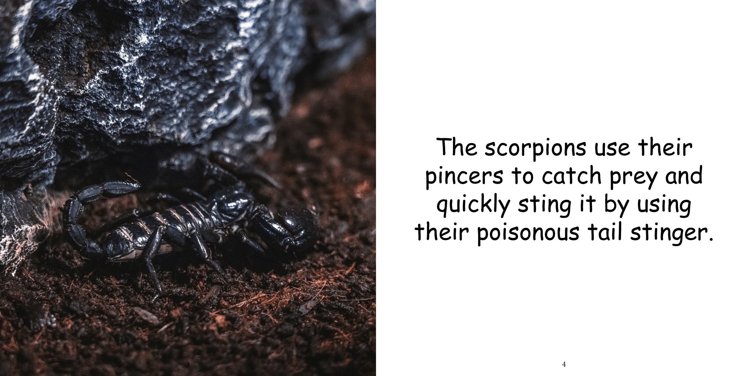 Everything about Scorpions - Animal Series6.jpg