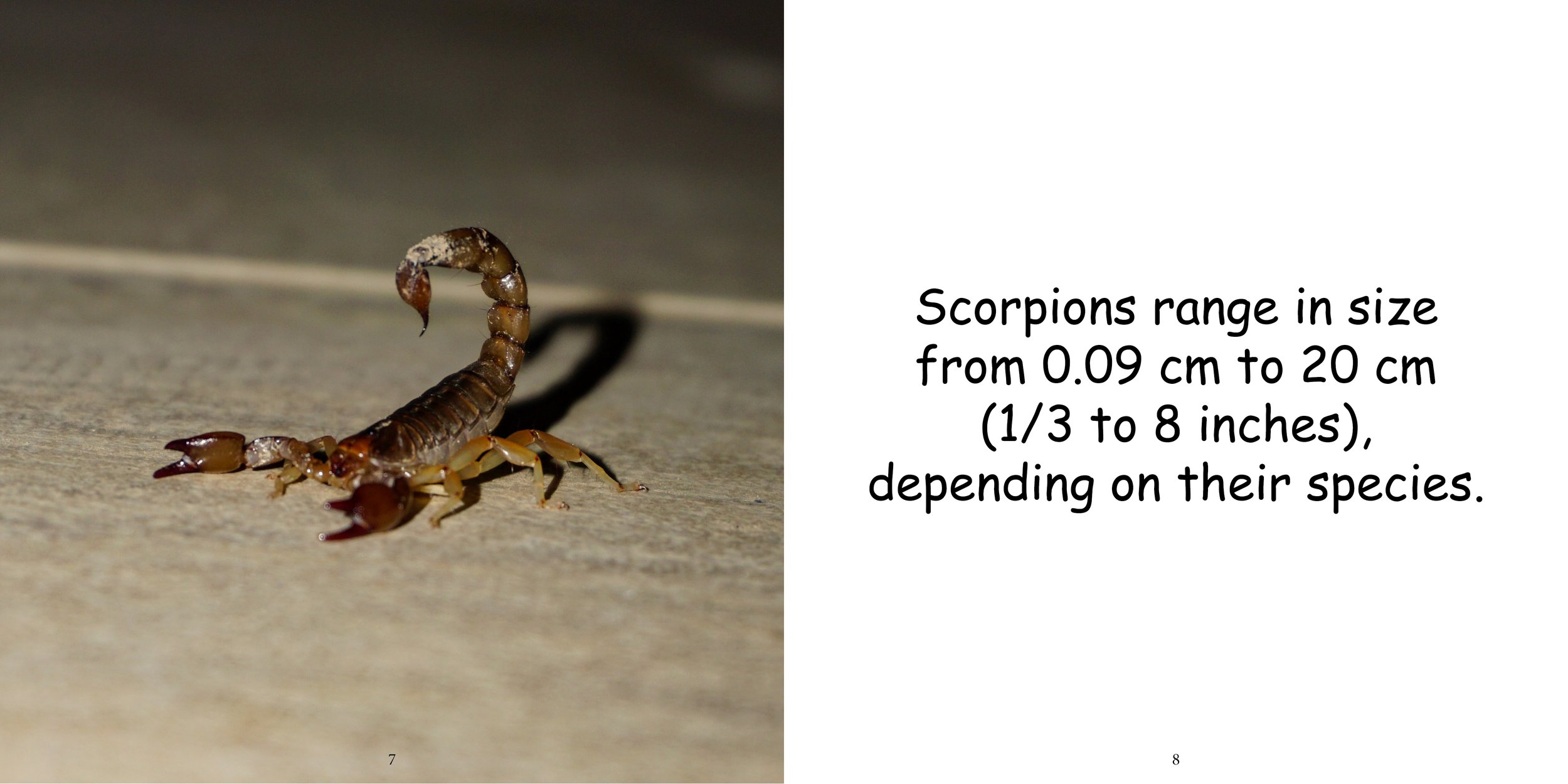 Everything about Scorpions - Animal Series8.jpg