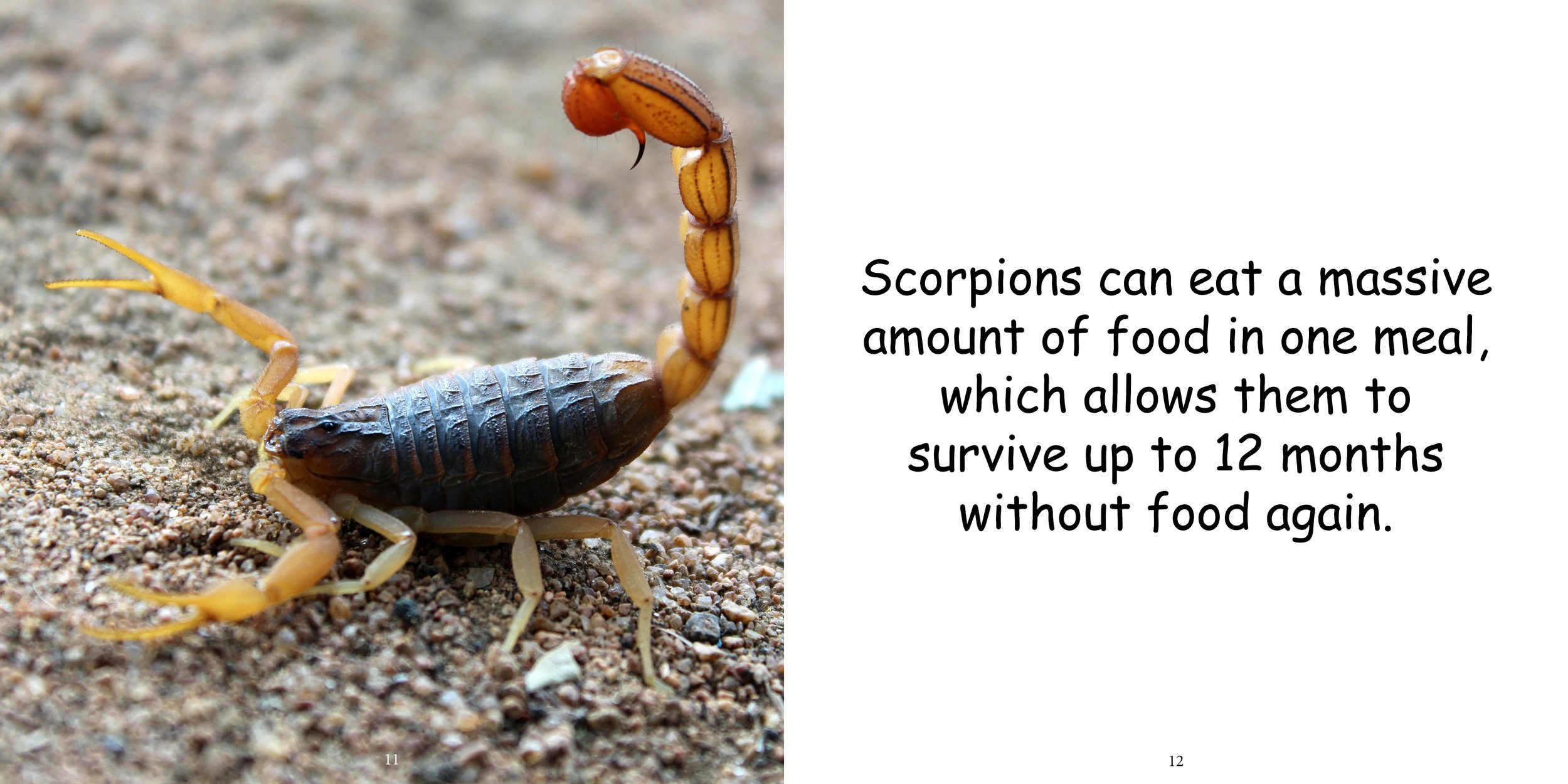 Everything about Scorpions - Animal Series10.jpg