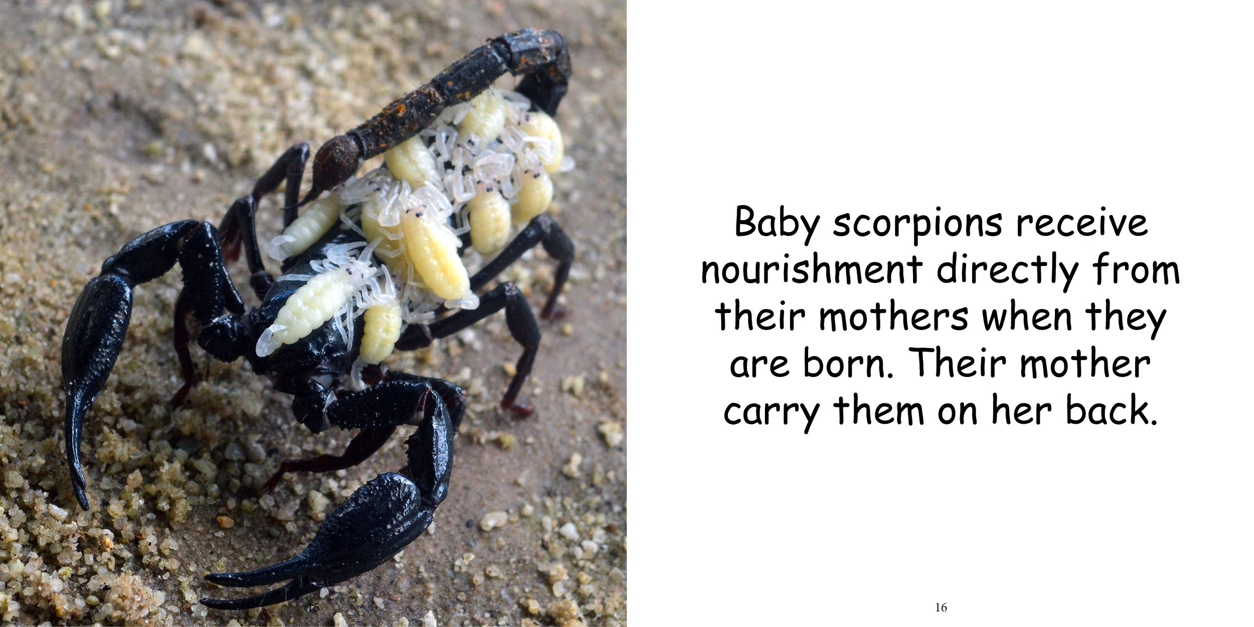 Everything about Scorpions - Animal Series12.jpg