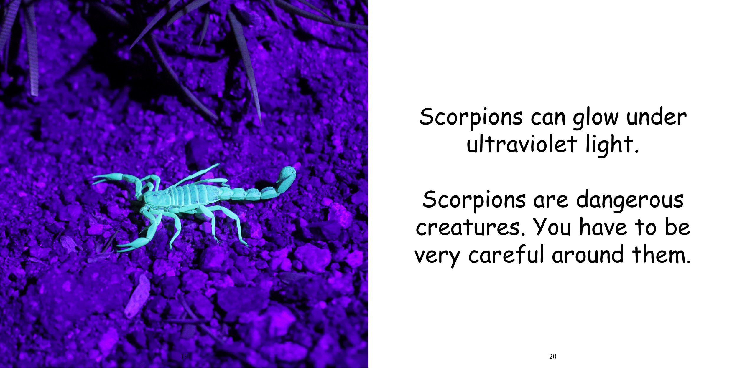 Everything about Scorpions - Animal Series14.jpg