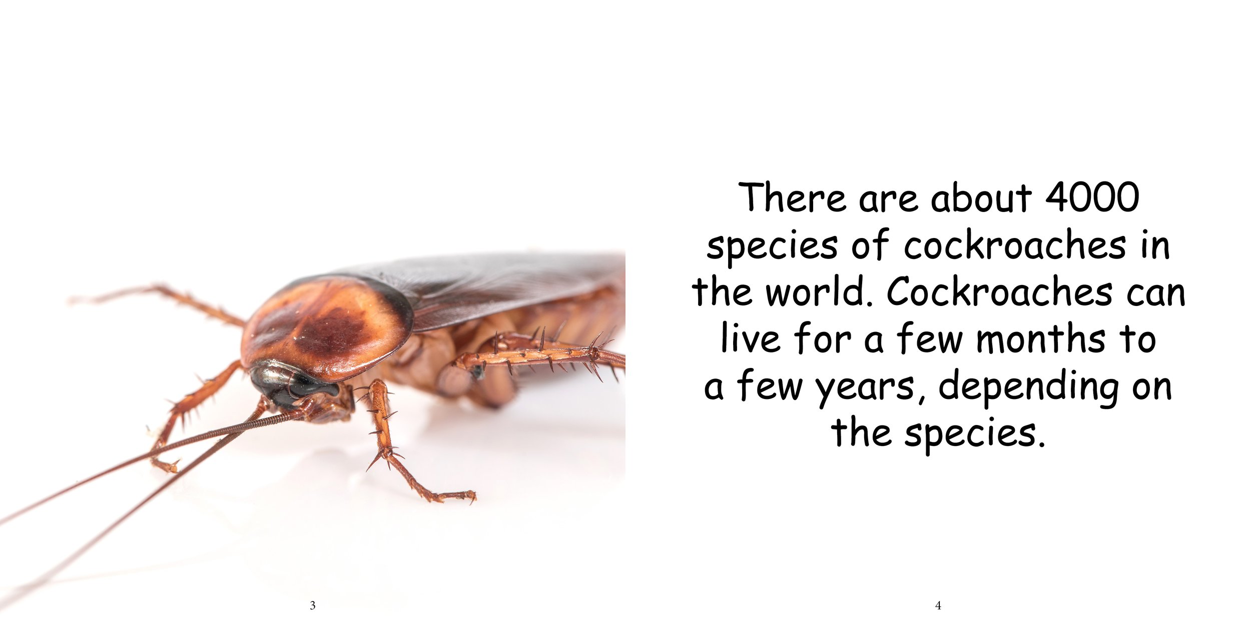 Everything about Cockroaches - Animal Series7.jpg