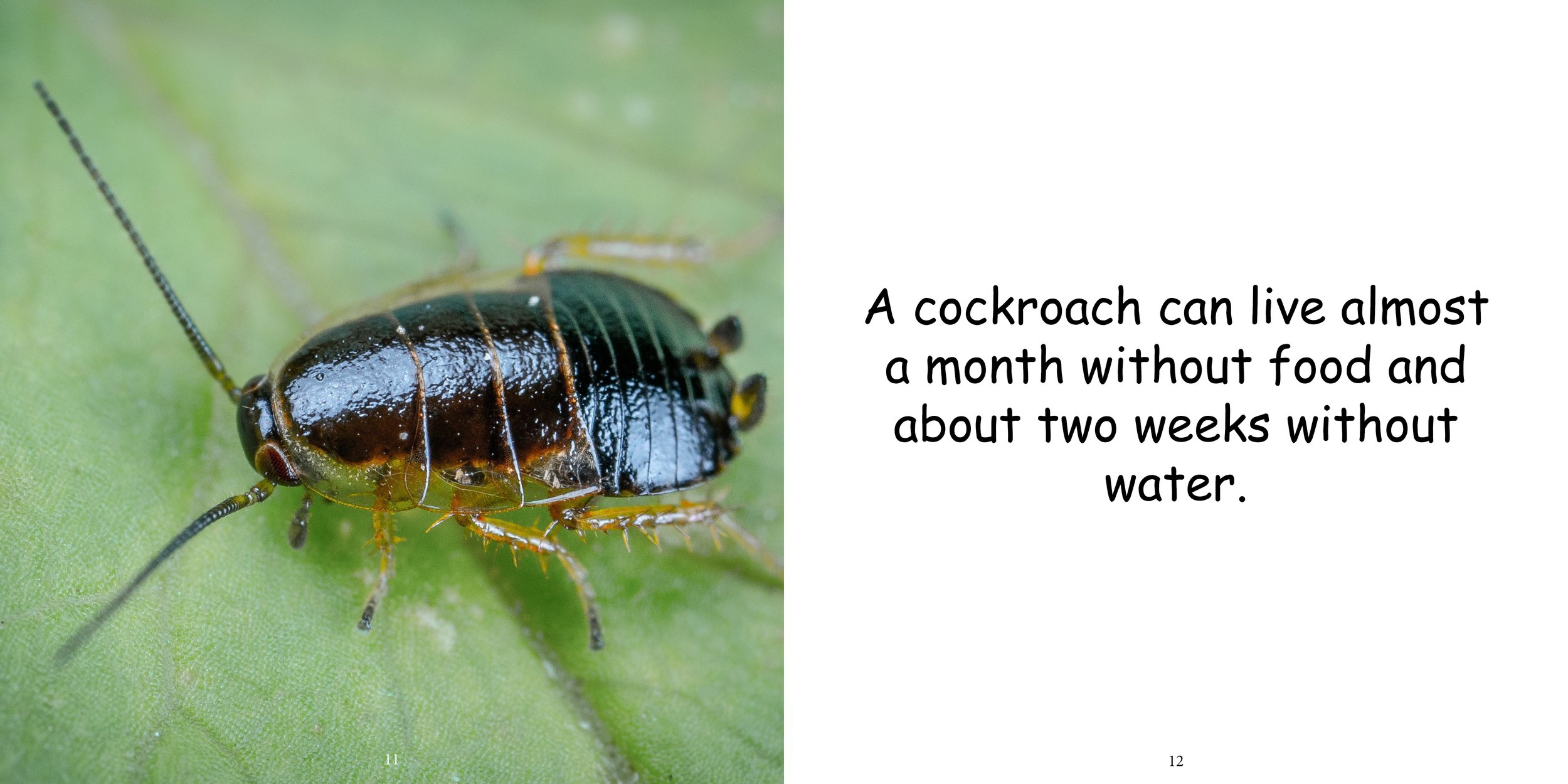 Everything about Cockroaches - Animal Series11.jpg
