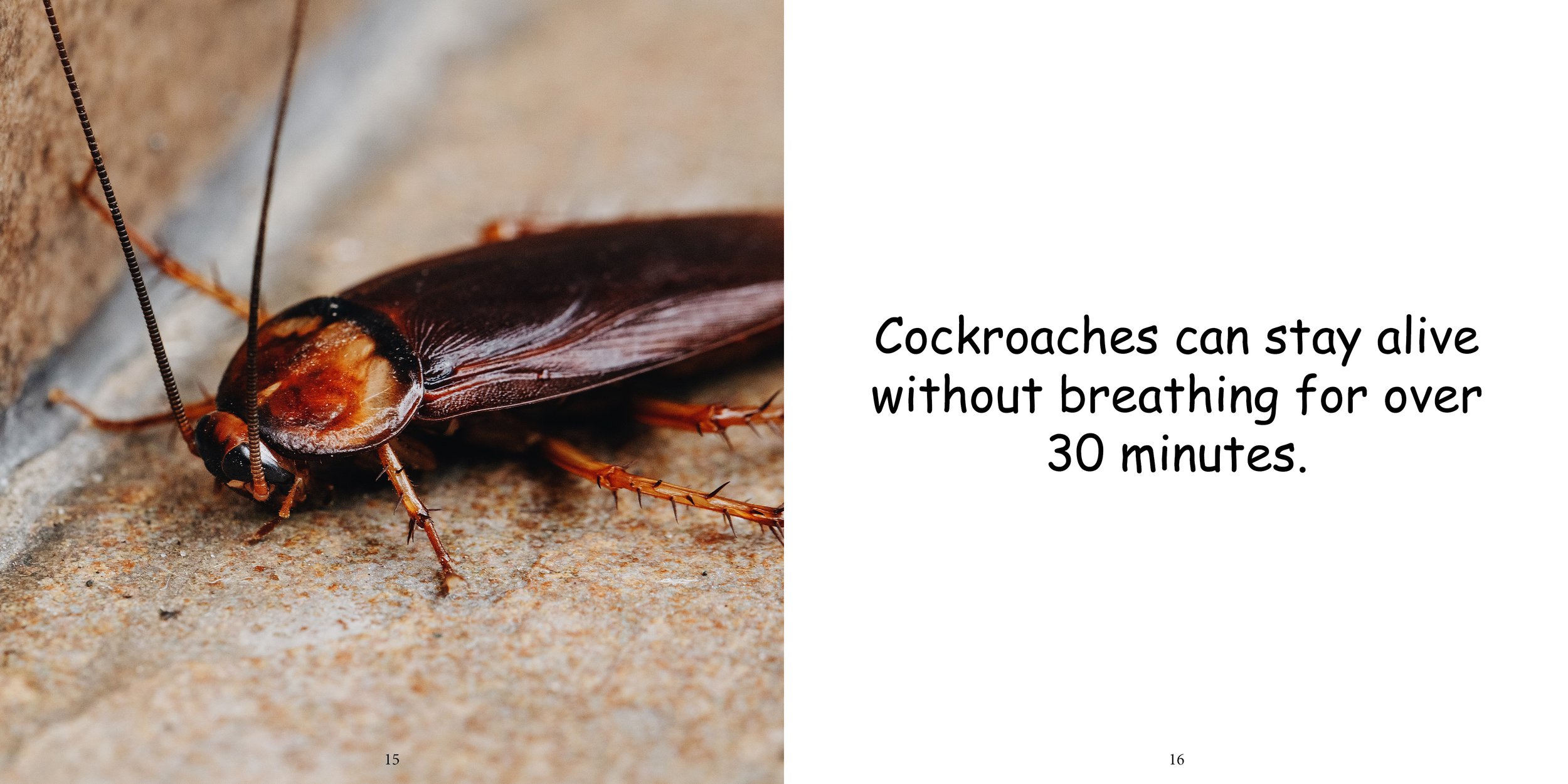 Everything about Cockroaches - Animal Series13.jpg