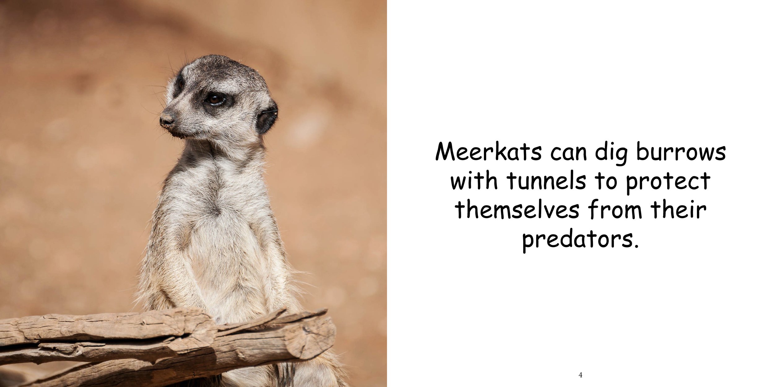 Everything about Meerkats6.jpg