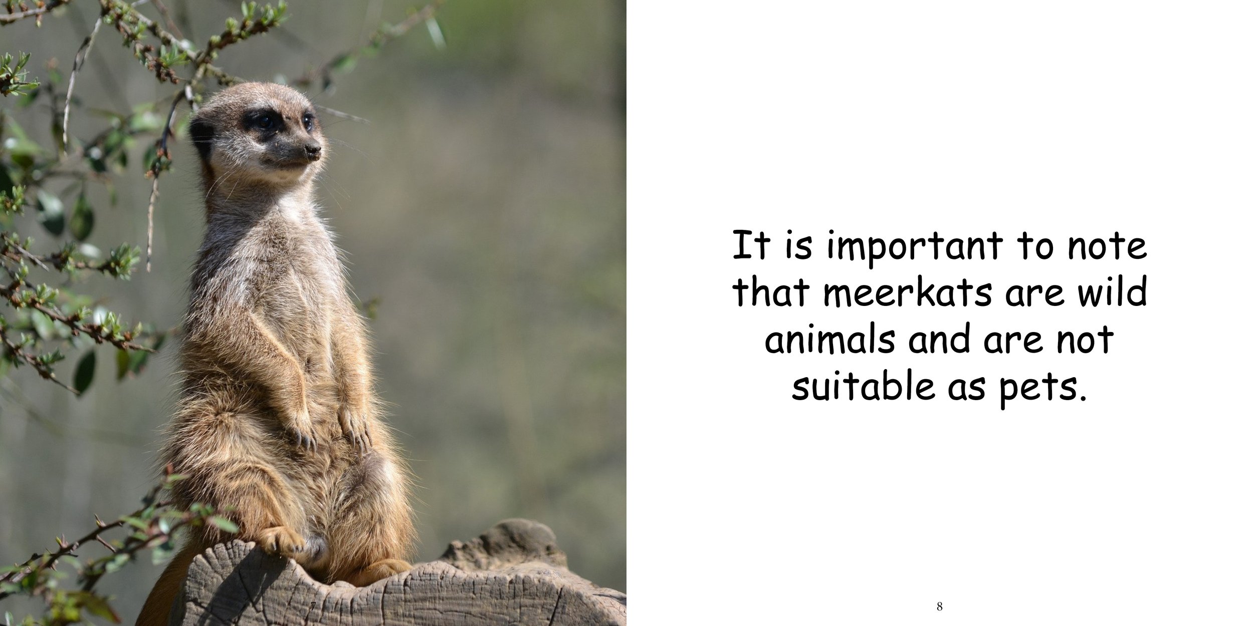 Everything about Meerkats8.jpg