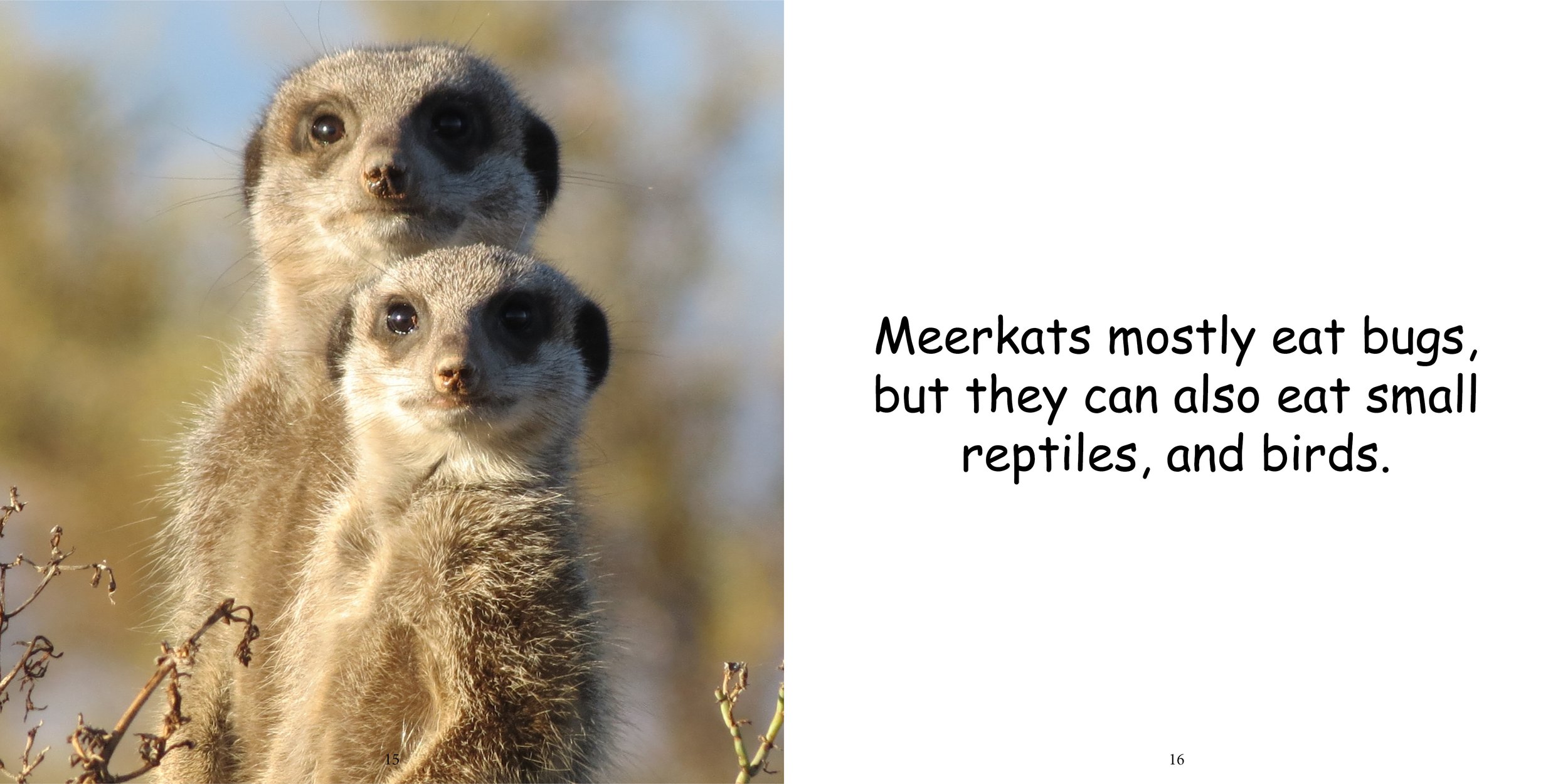 Everything about Meerkats12.jpg