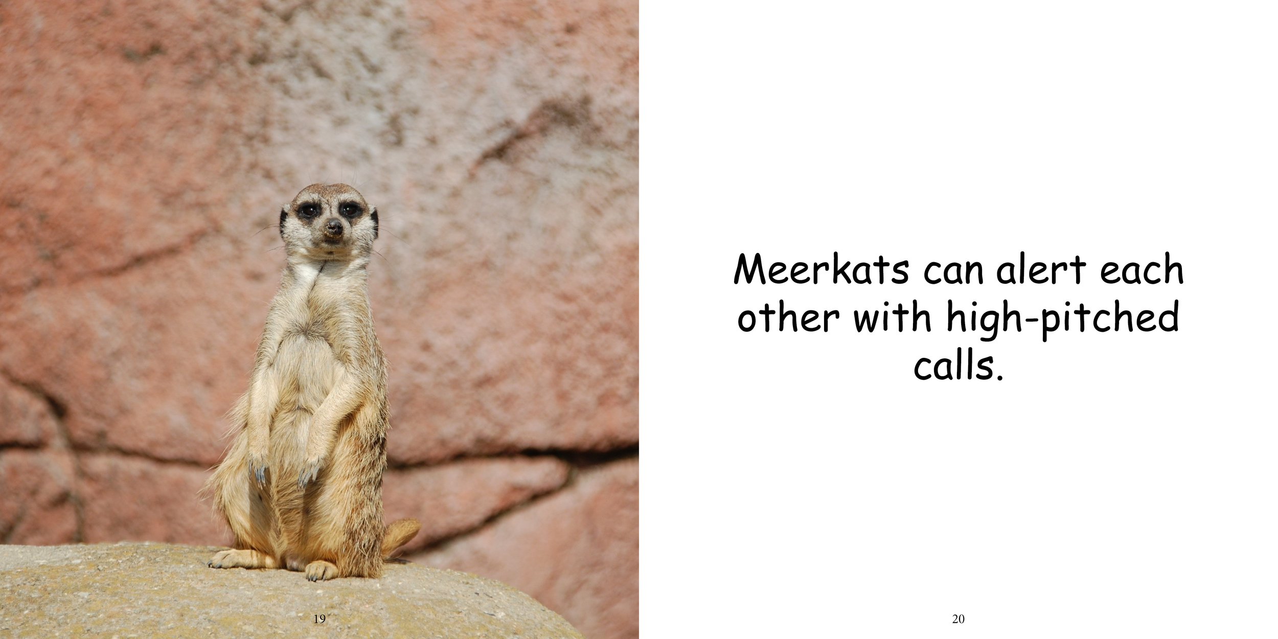 Everything about Meerkats14.jpg