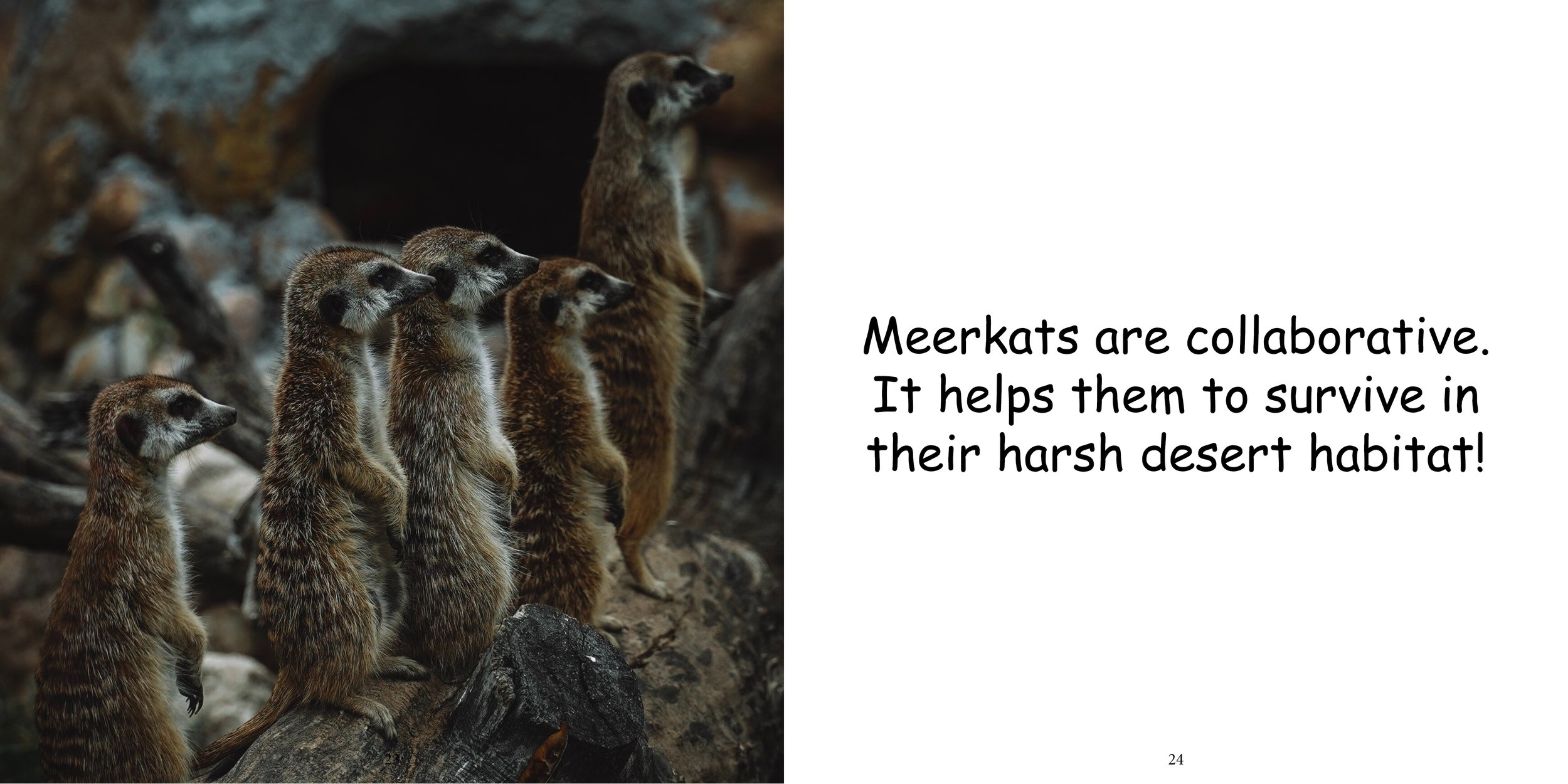 Everything about Meerkats16.jpg