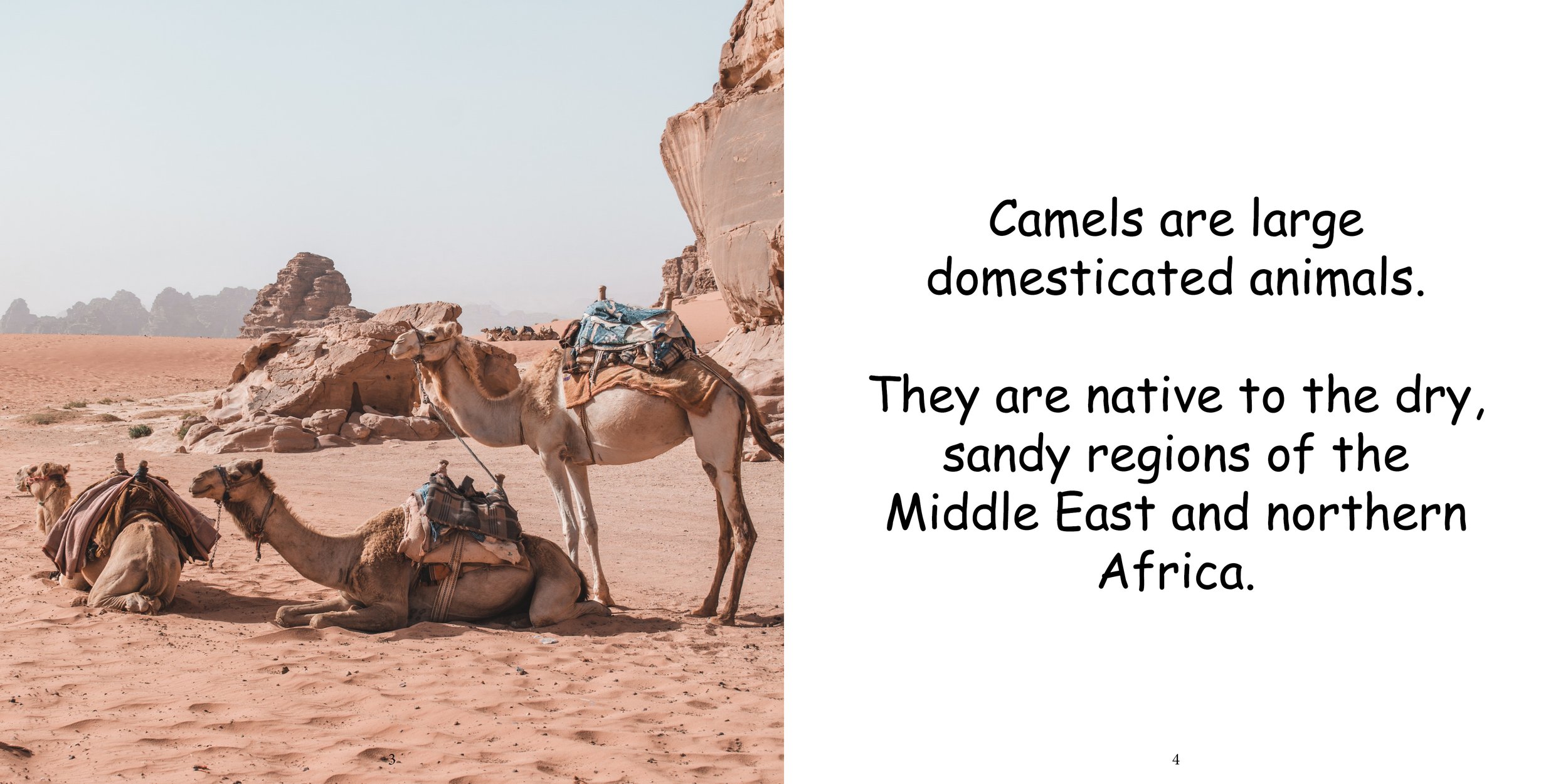 Everything about Camels6.jpg