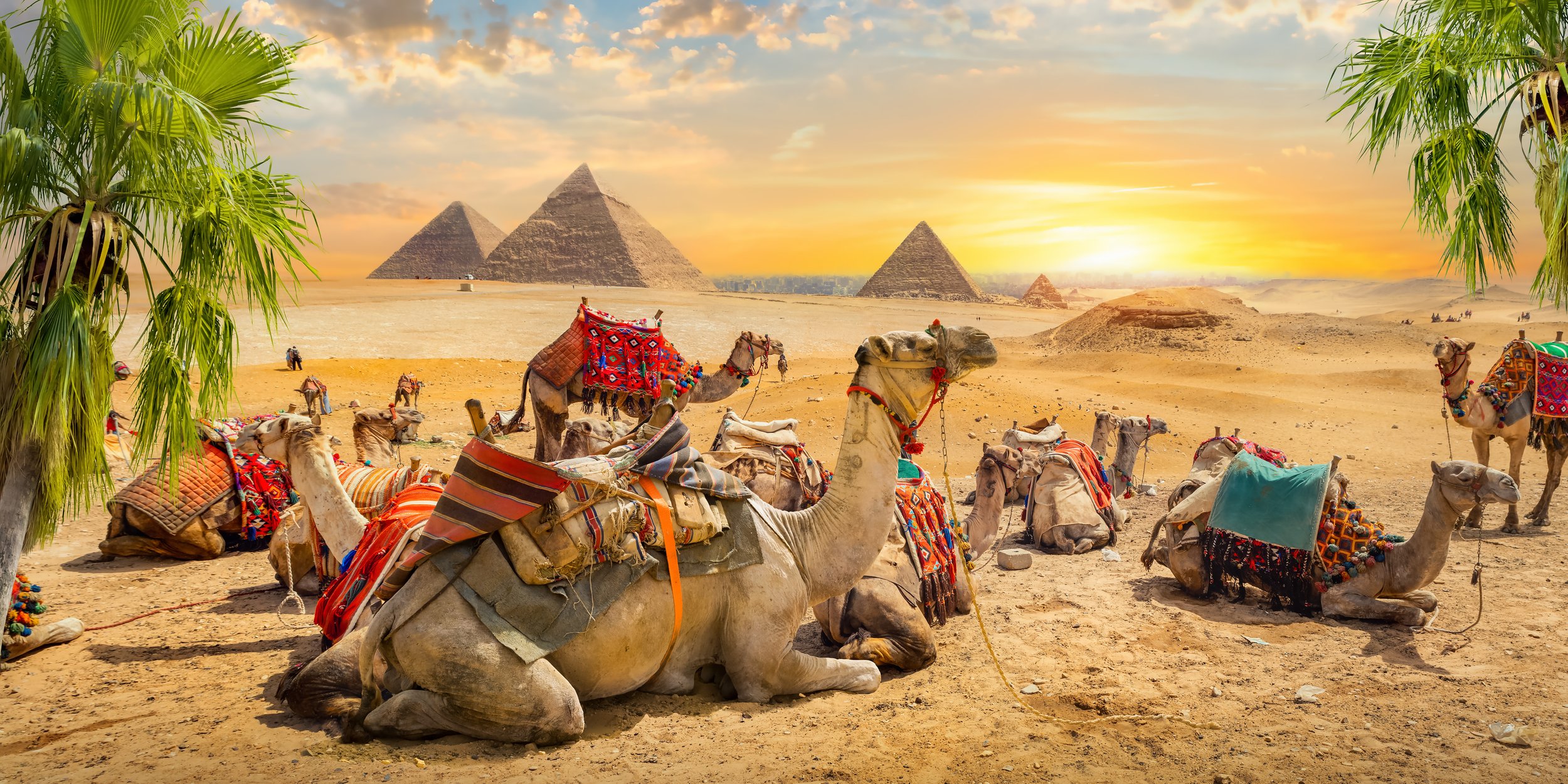 Everything about Camels5.jpg