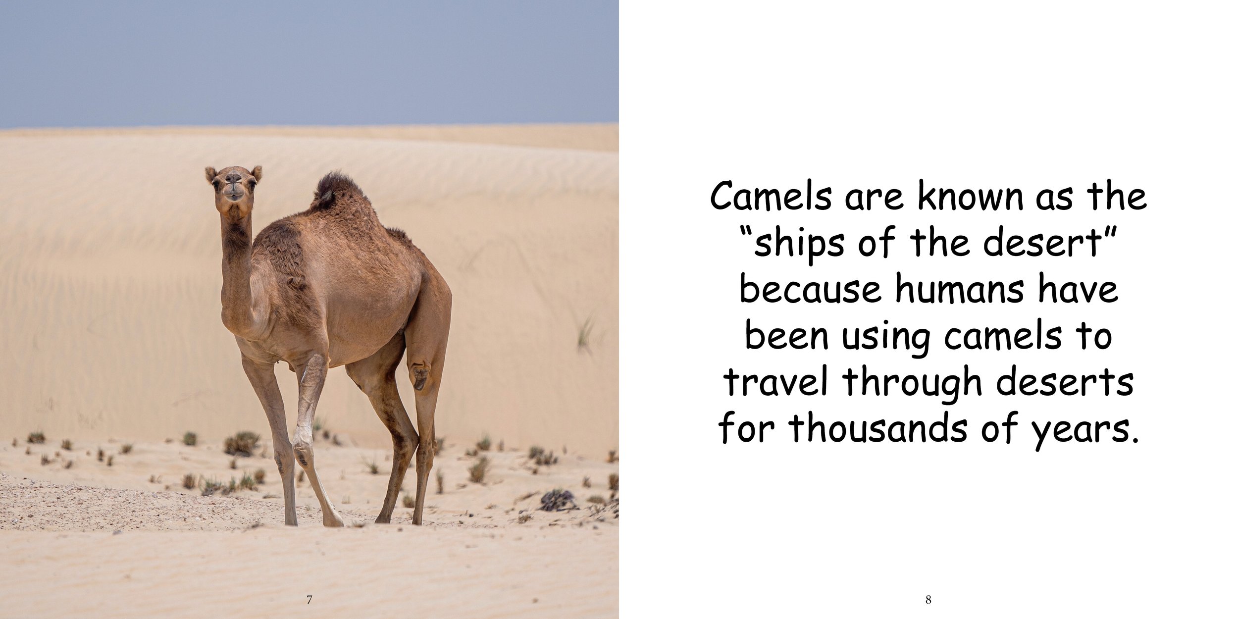 Everything about Camels8.jpg