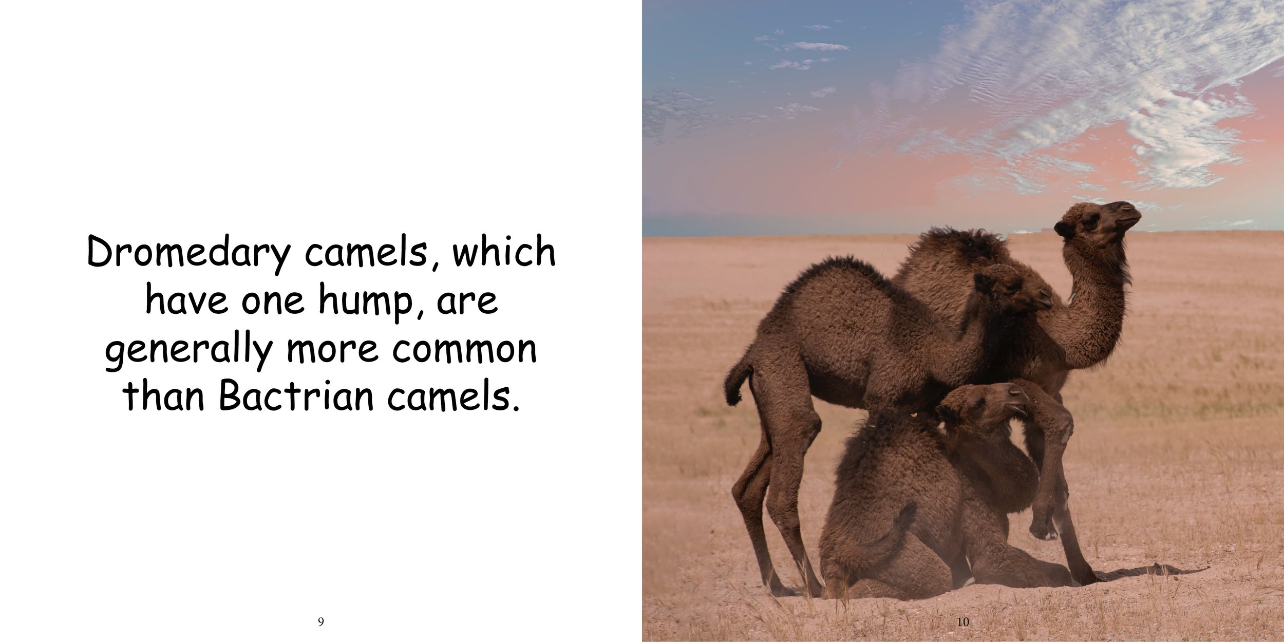 Everything about Camels9.jpg