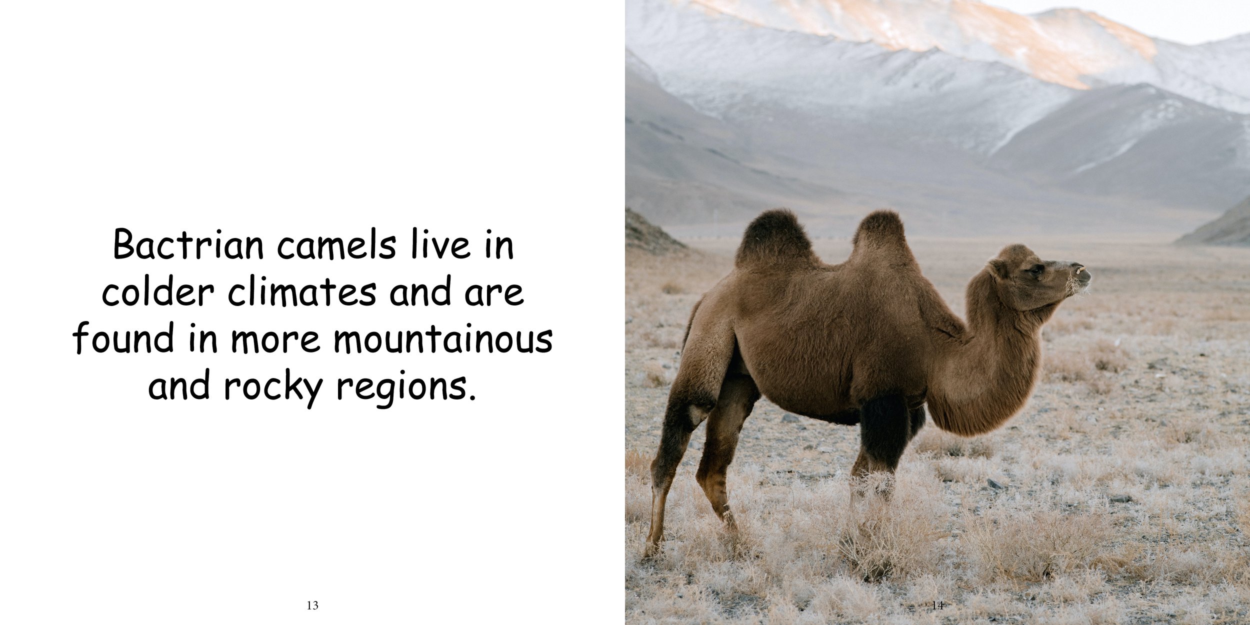 Everything about Camels11.jpg