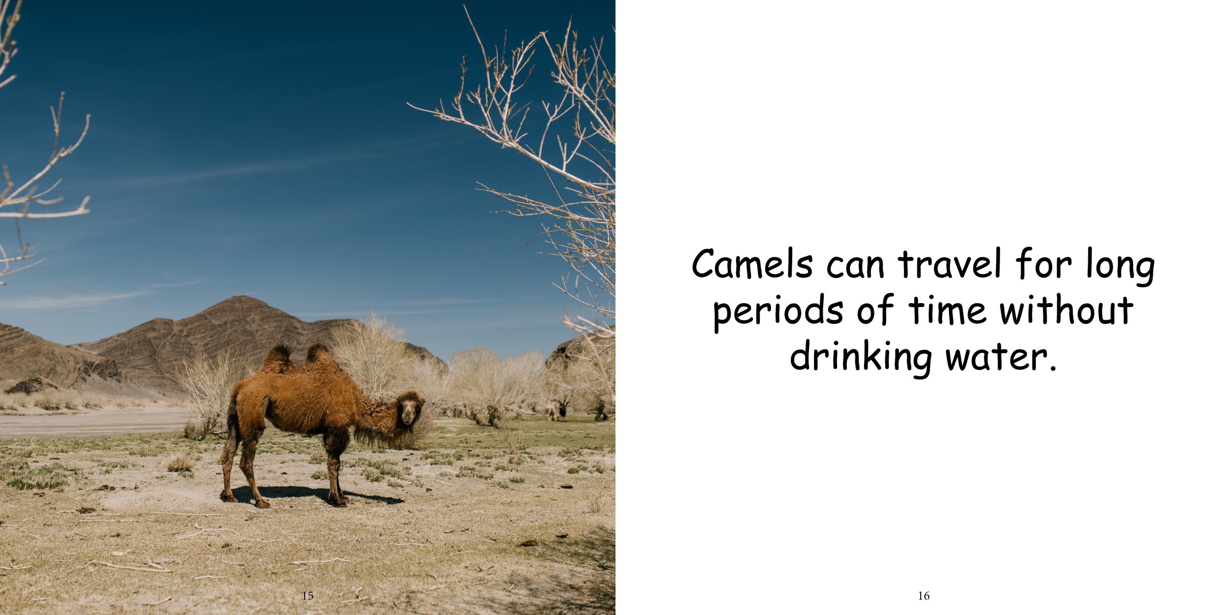 Everything about Camels12.jpg
