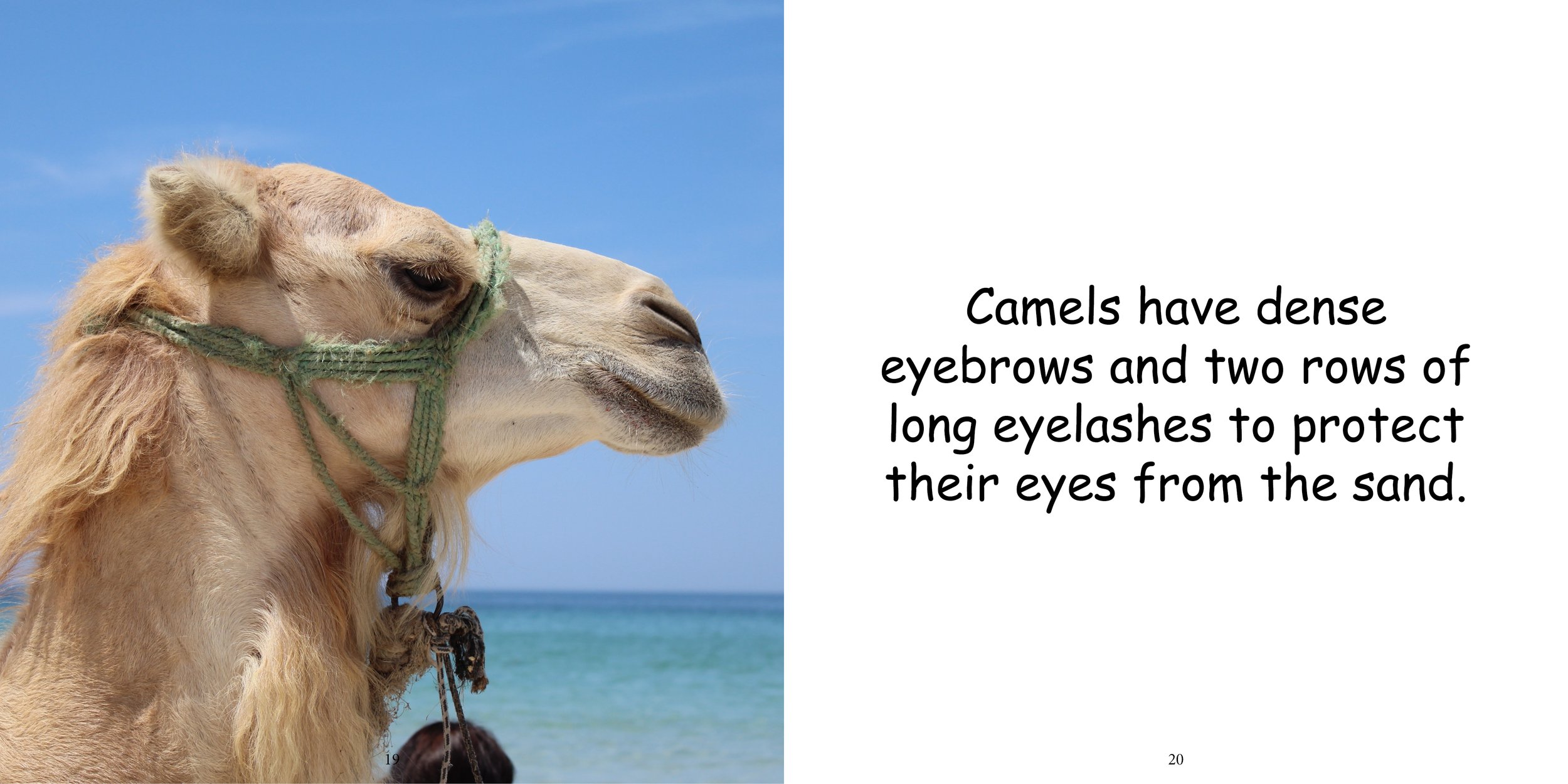 Everything about Camels14.jpg