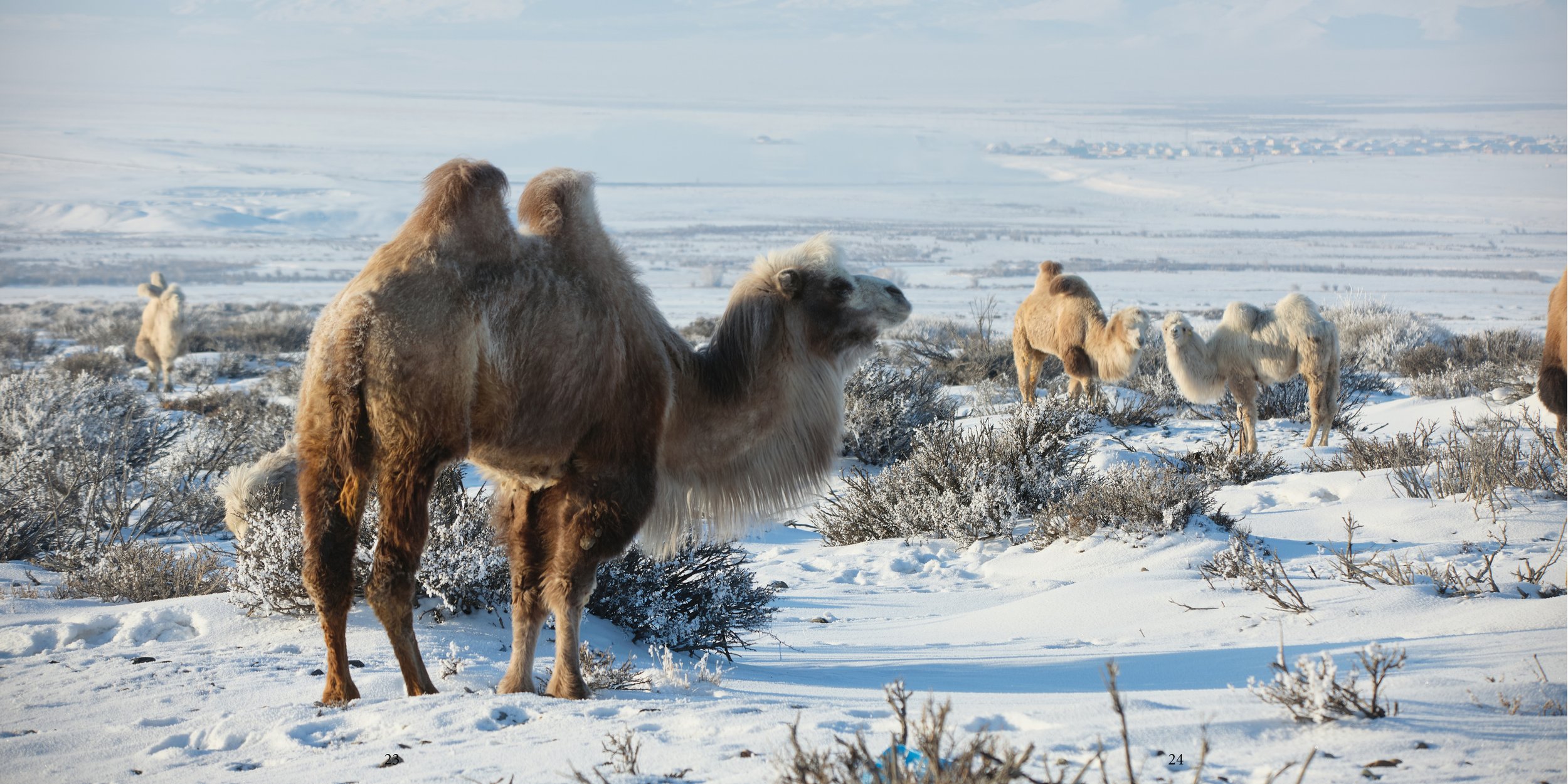 Everything about Camels16.jpg