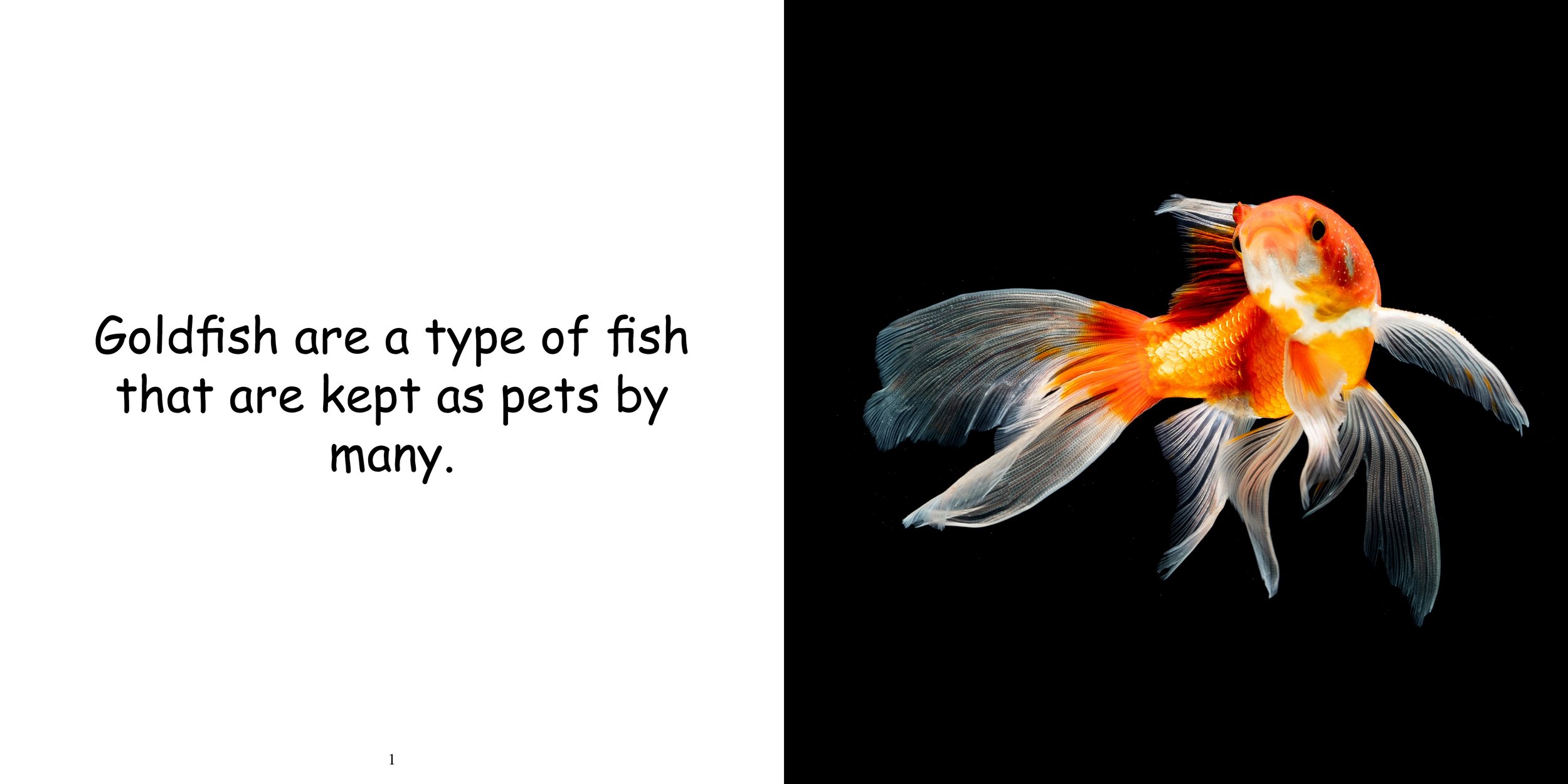 Everything about Goldfish5.jpg